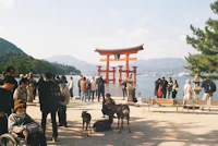 Best Pet-Friendly Cafes in Miyajima Where Your Dog Is as Welcome as You