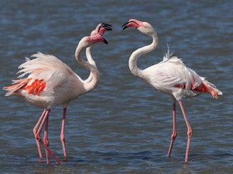 A couple of flamingos standing in the water