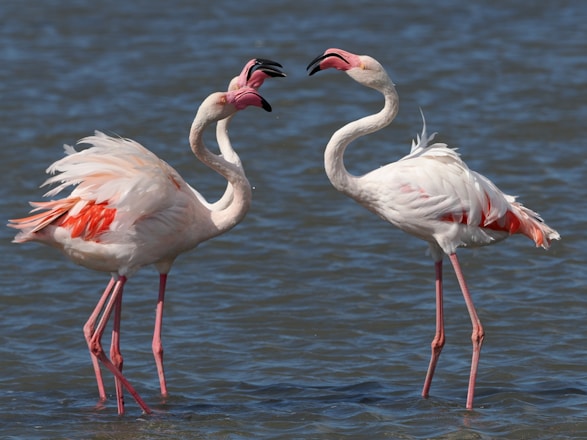 A couple of flamingos standing in the water