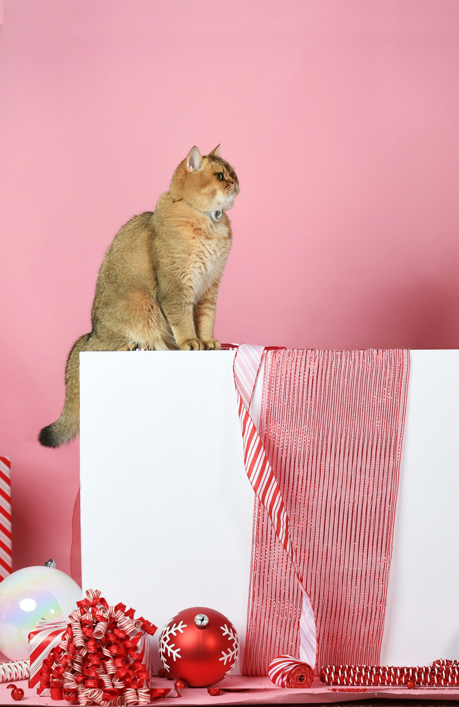 Bringing You “Gifts”: Sharing Their Success (image credits: unsplash)