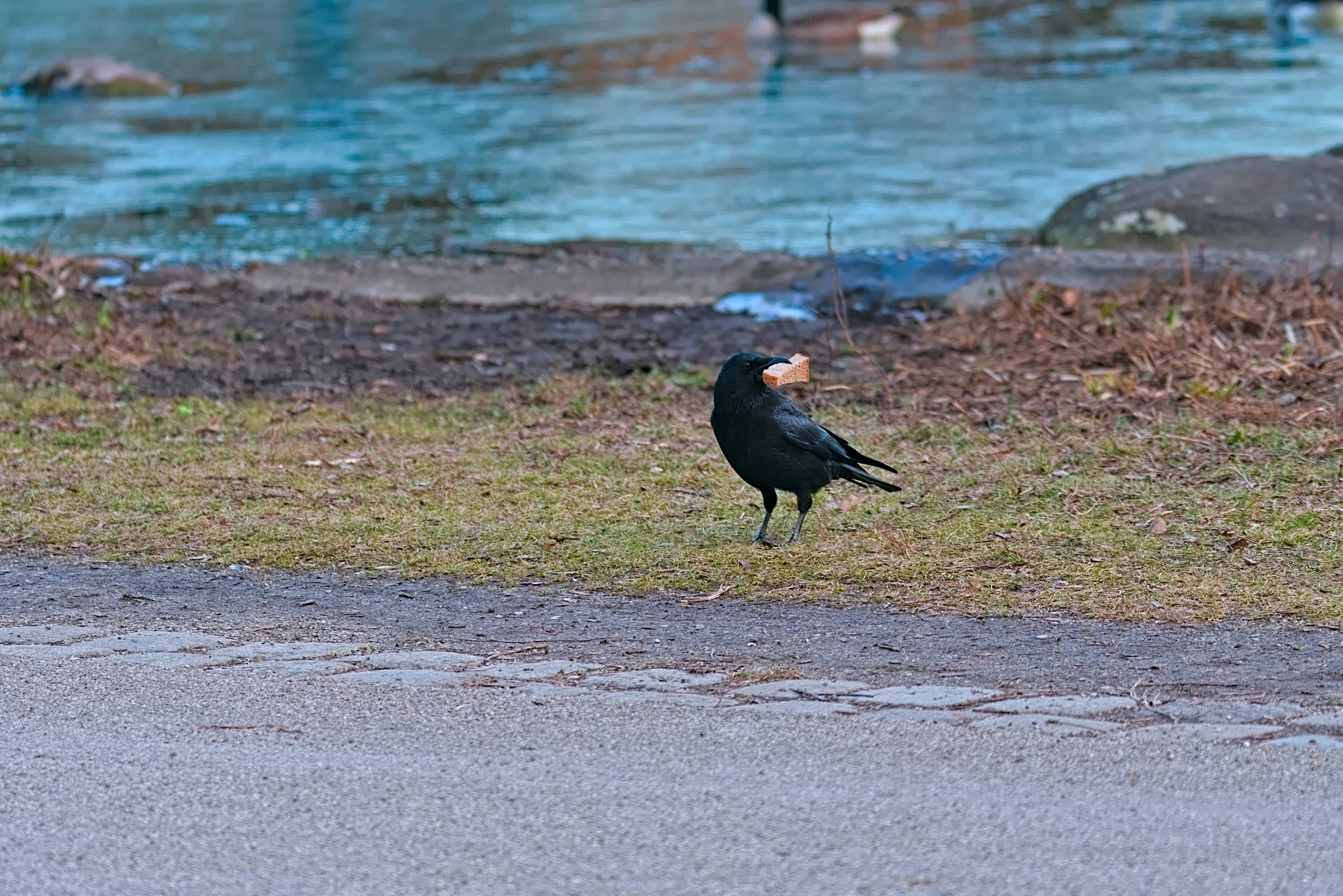 A black bird standing on the side of a road