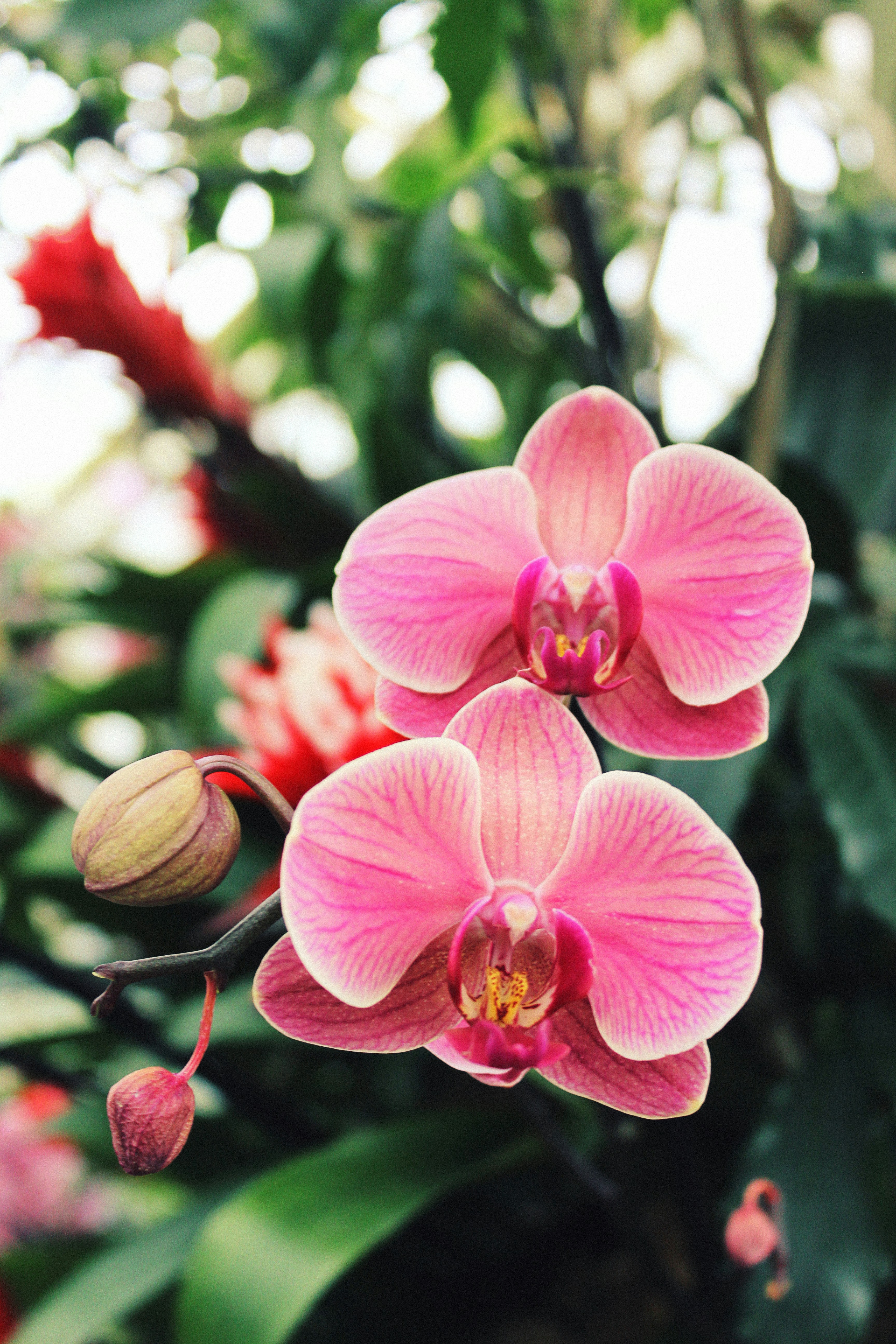 Pink Orchid Pictures | Download Free Images on Unsplash
