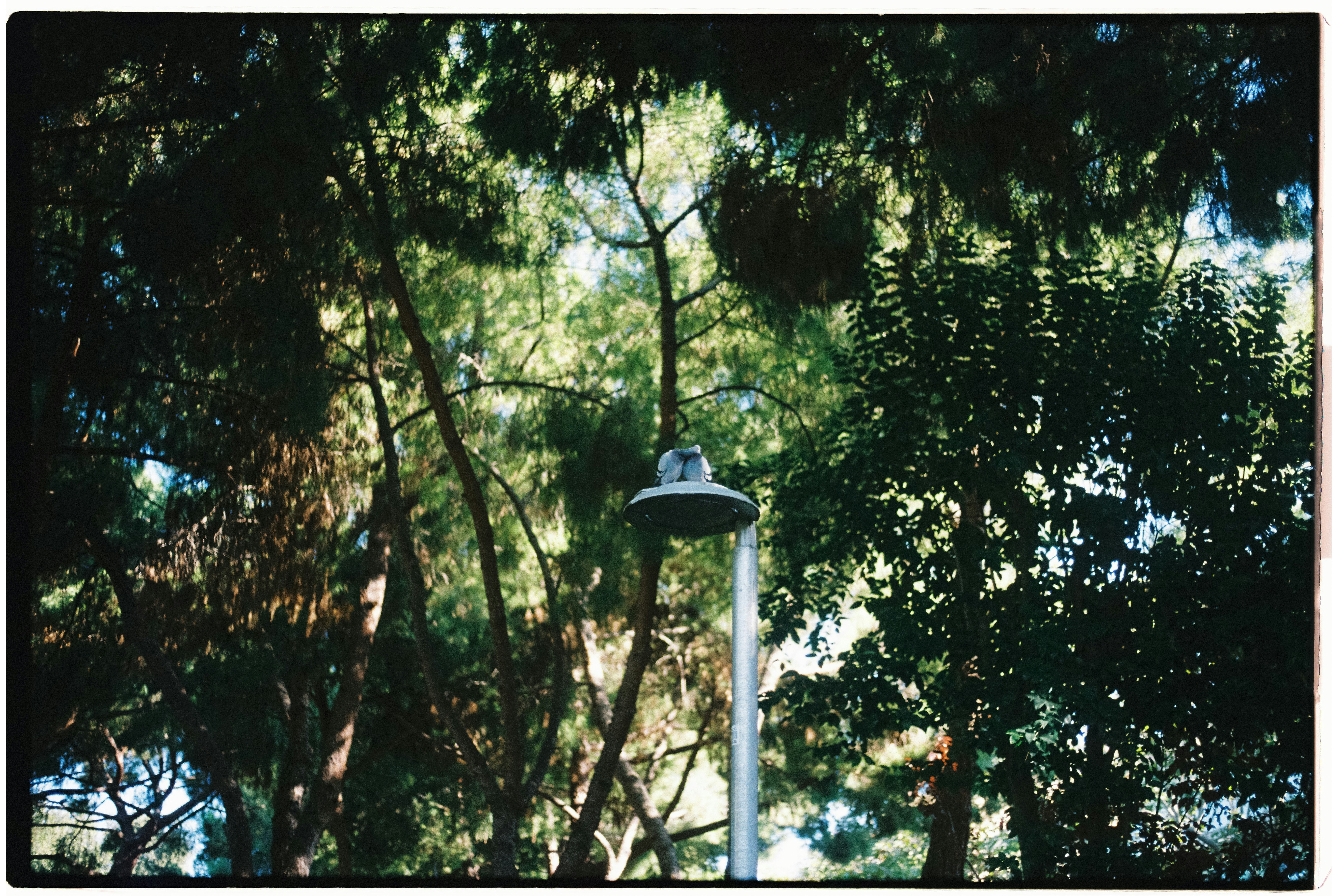 A street light surrounded by trees in a park
