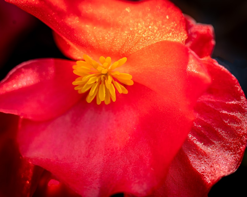 SpeedQuizzing at Whiskey Cowboy Saloon