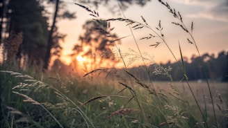 A field with tall grass and trees in the background