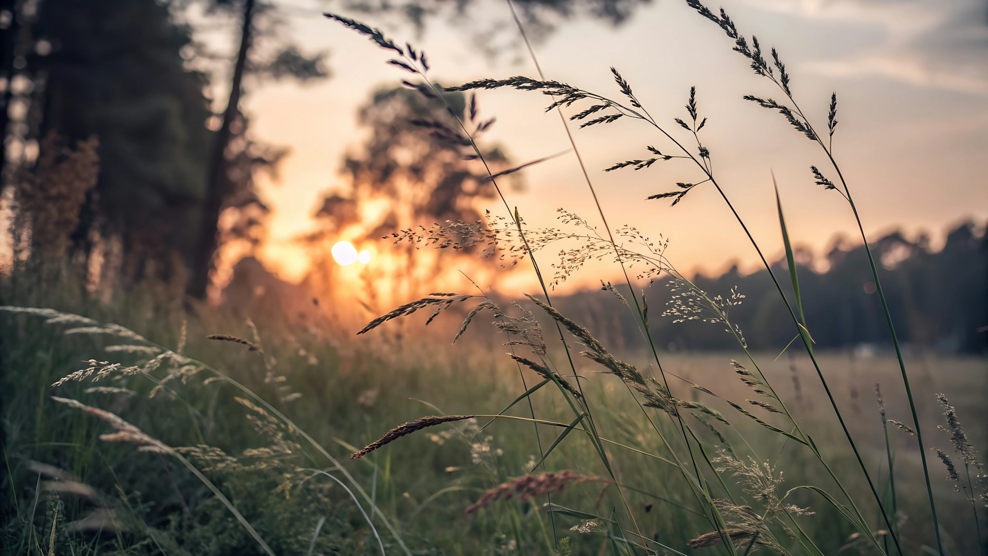 A field with tall grass and trees in the background