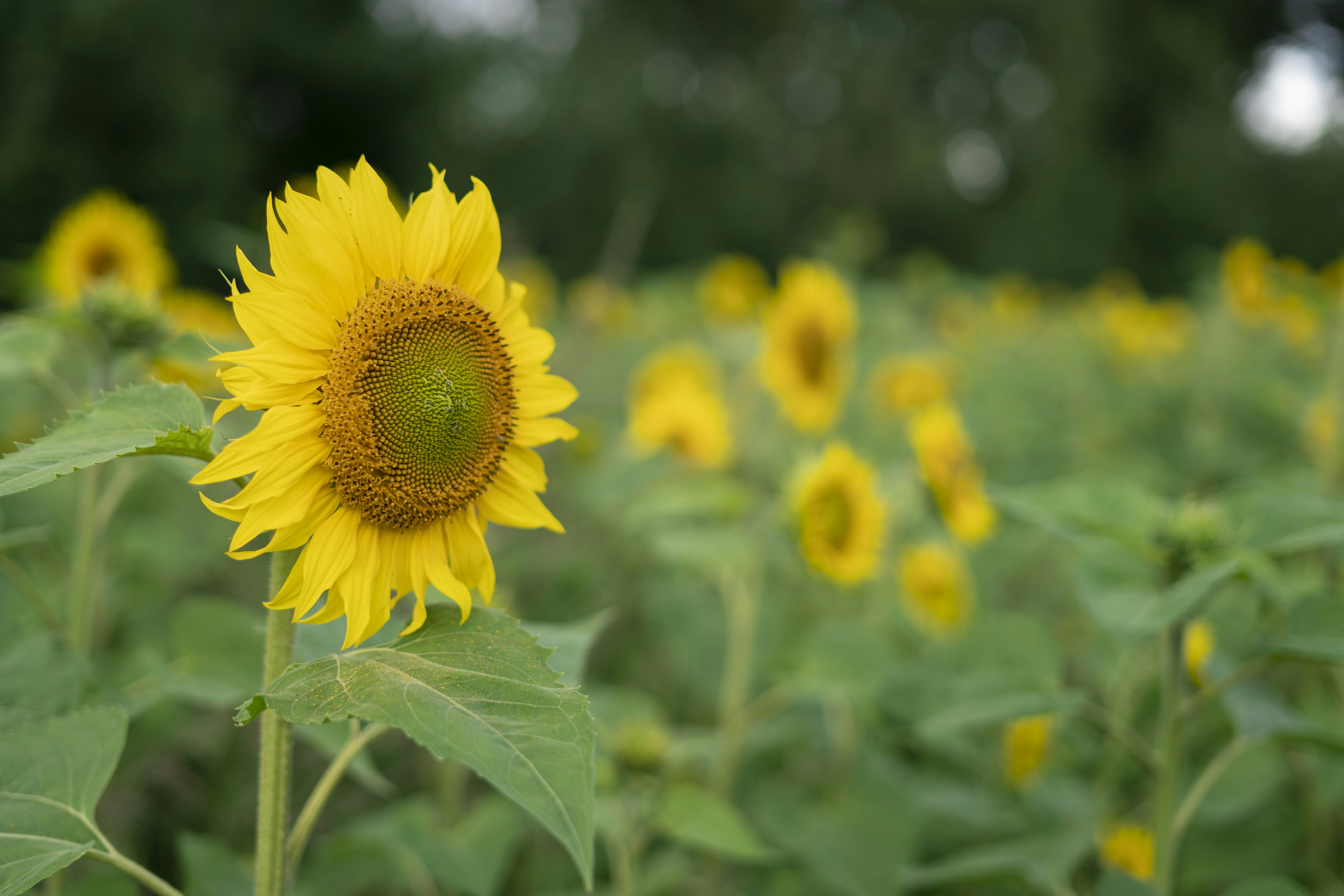 Photo by az1za_berd1eva