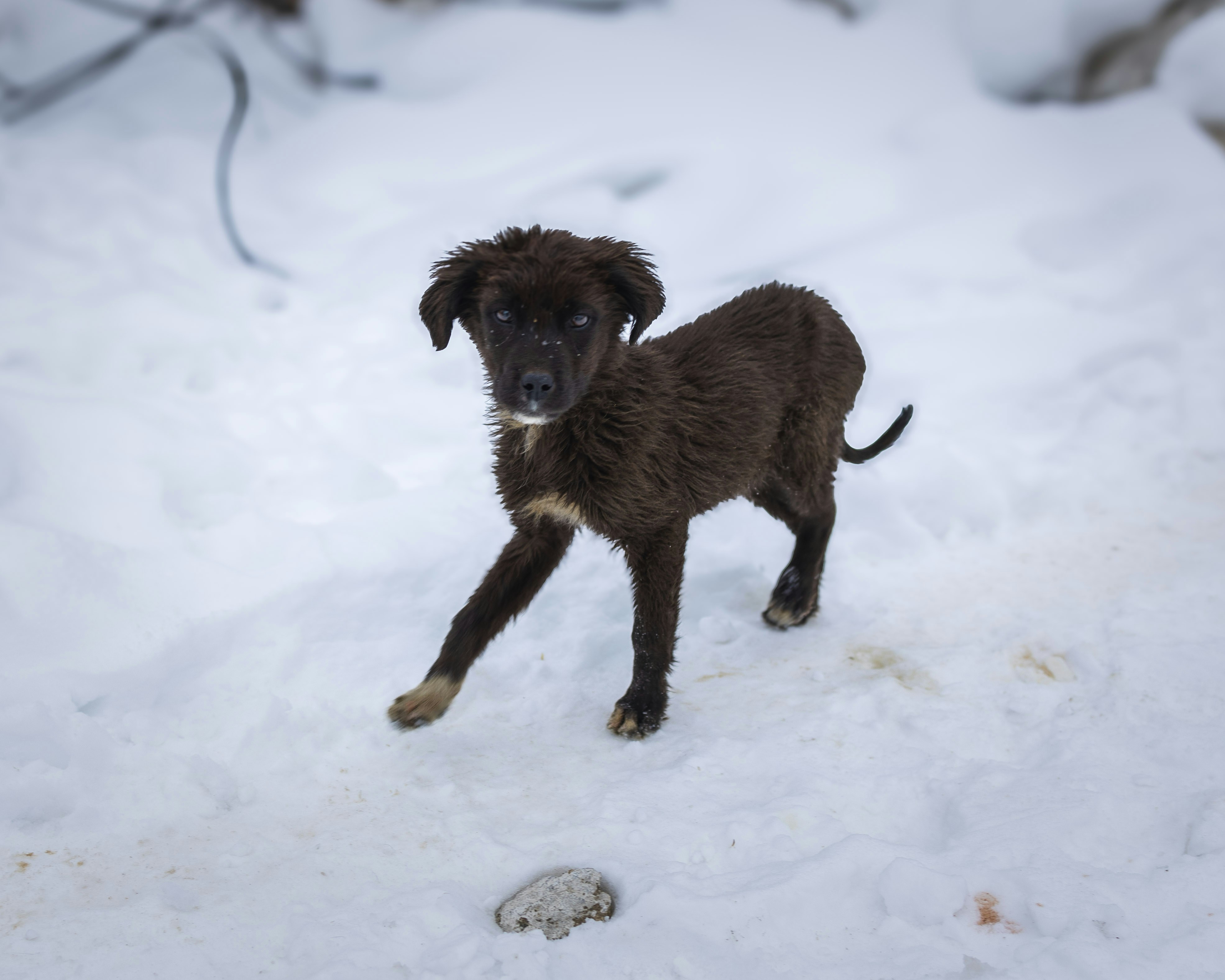 A small brown dog standing in the snow