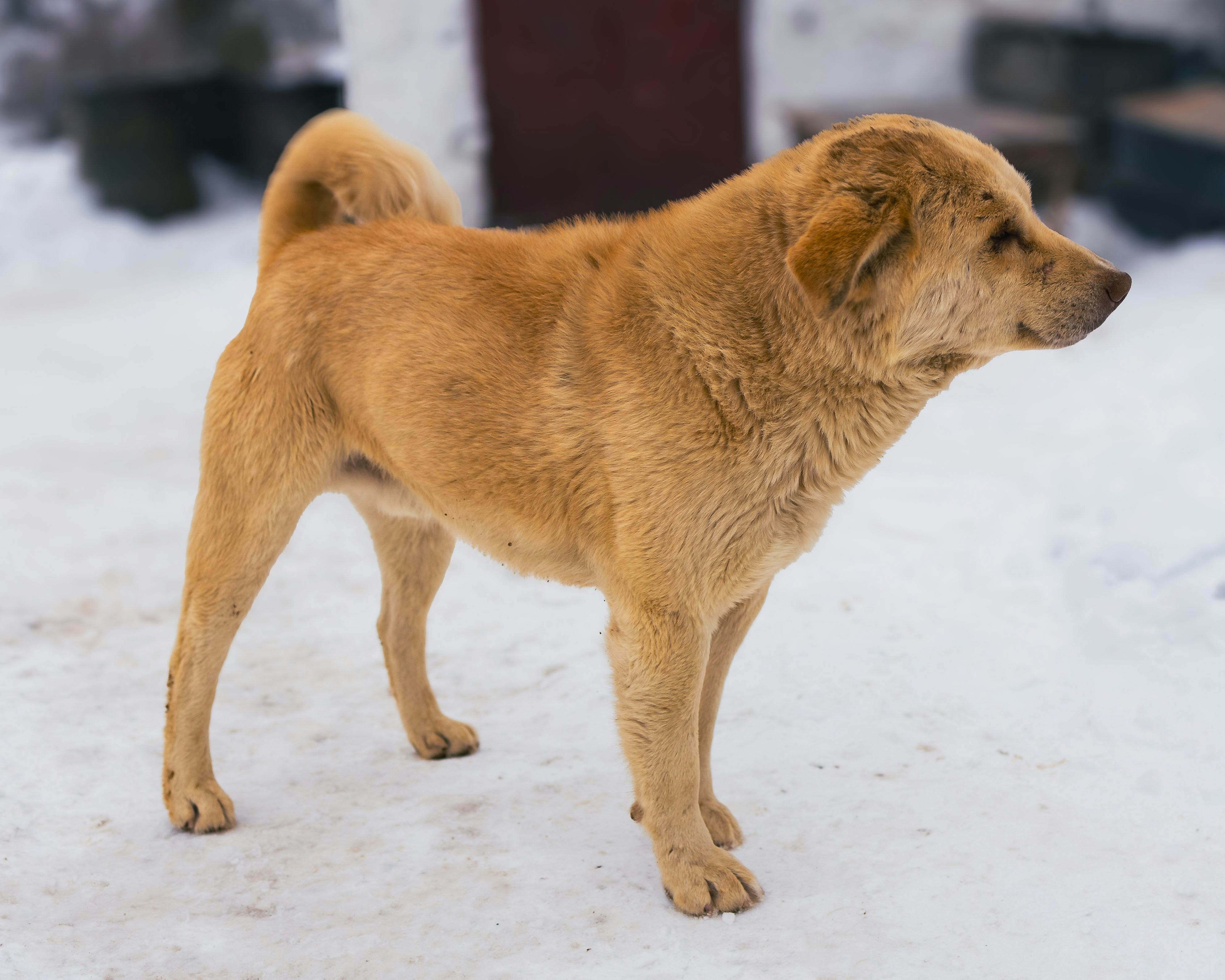 A brown dog standing on top of snow covered ground