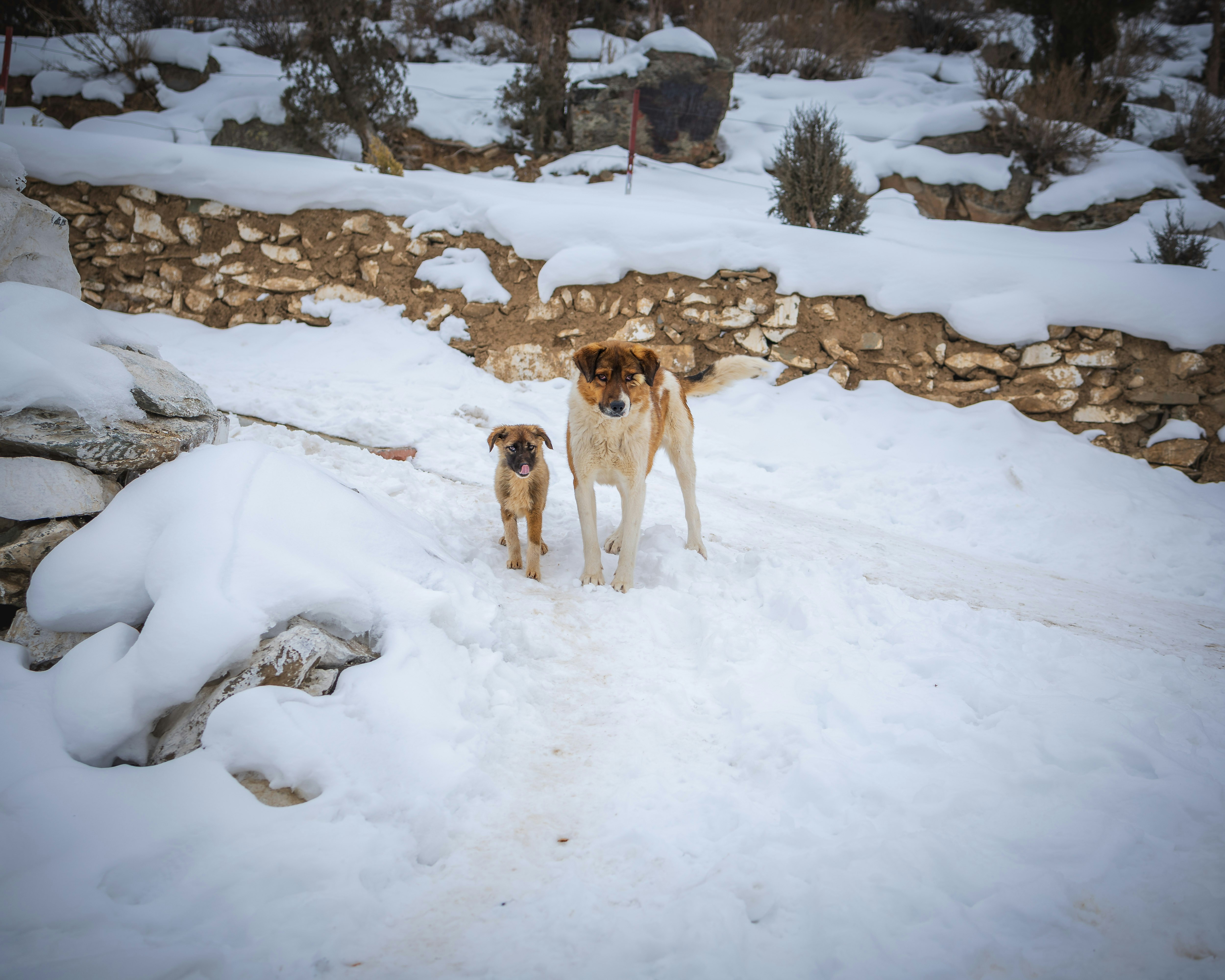 Creating Bark-tastic Awareness: How to Advocate for Stray Animals