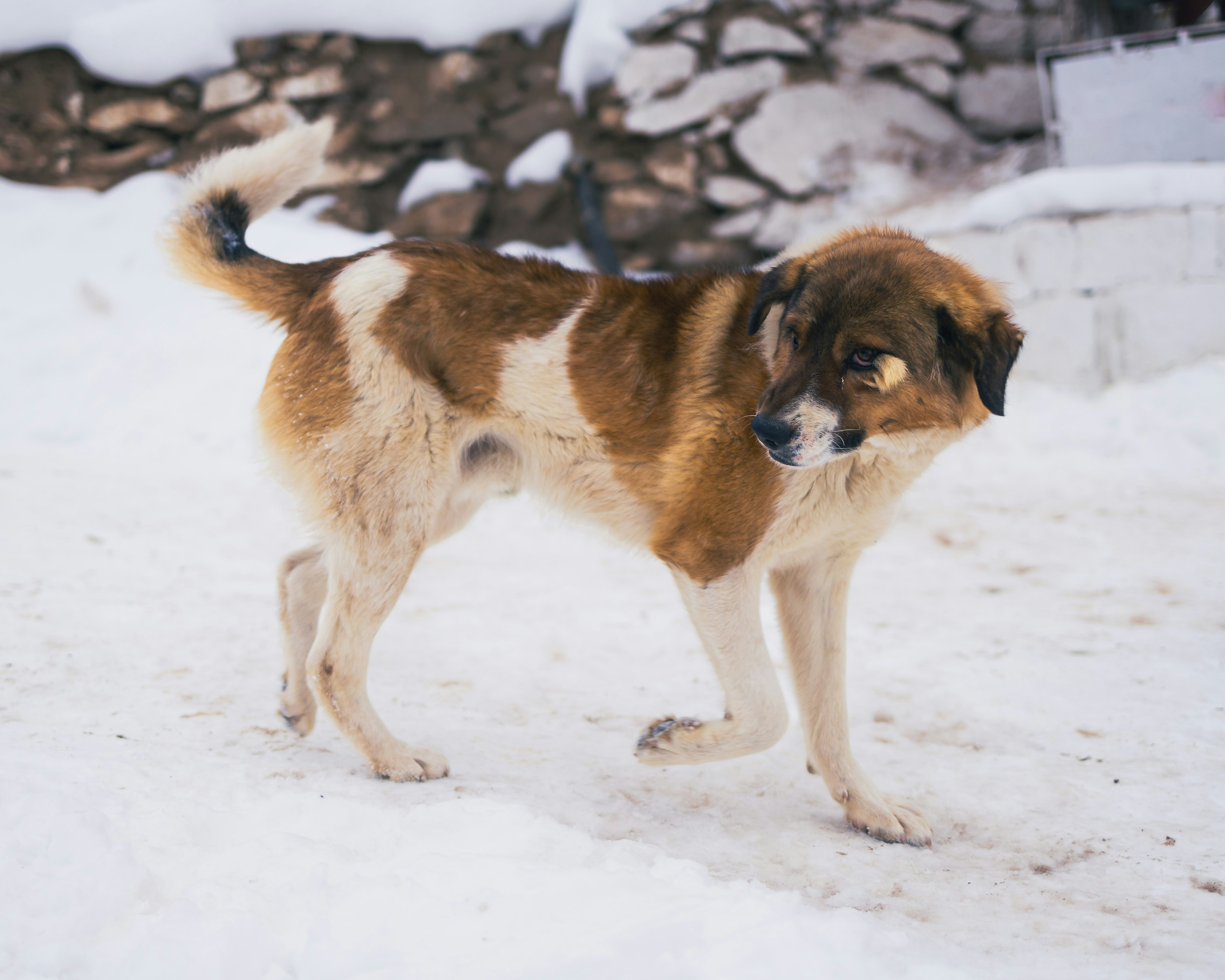 Photo by <a href="https://unsplash.com/@asifsharif?utm_source=livejournal_app&utm_medium=referral" target="_blank">asifsharif</a> from <a href="https://unsplash.com?utm_source=livejournal_app&utm_medium=referral" target="_blank">Unsplash</a>