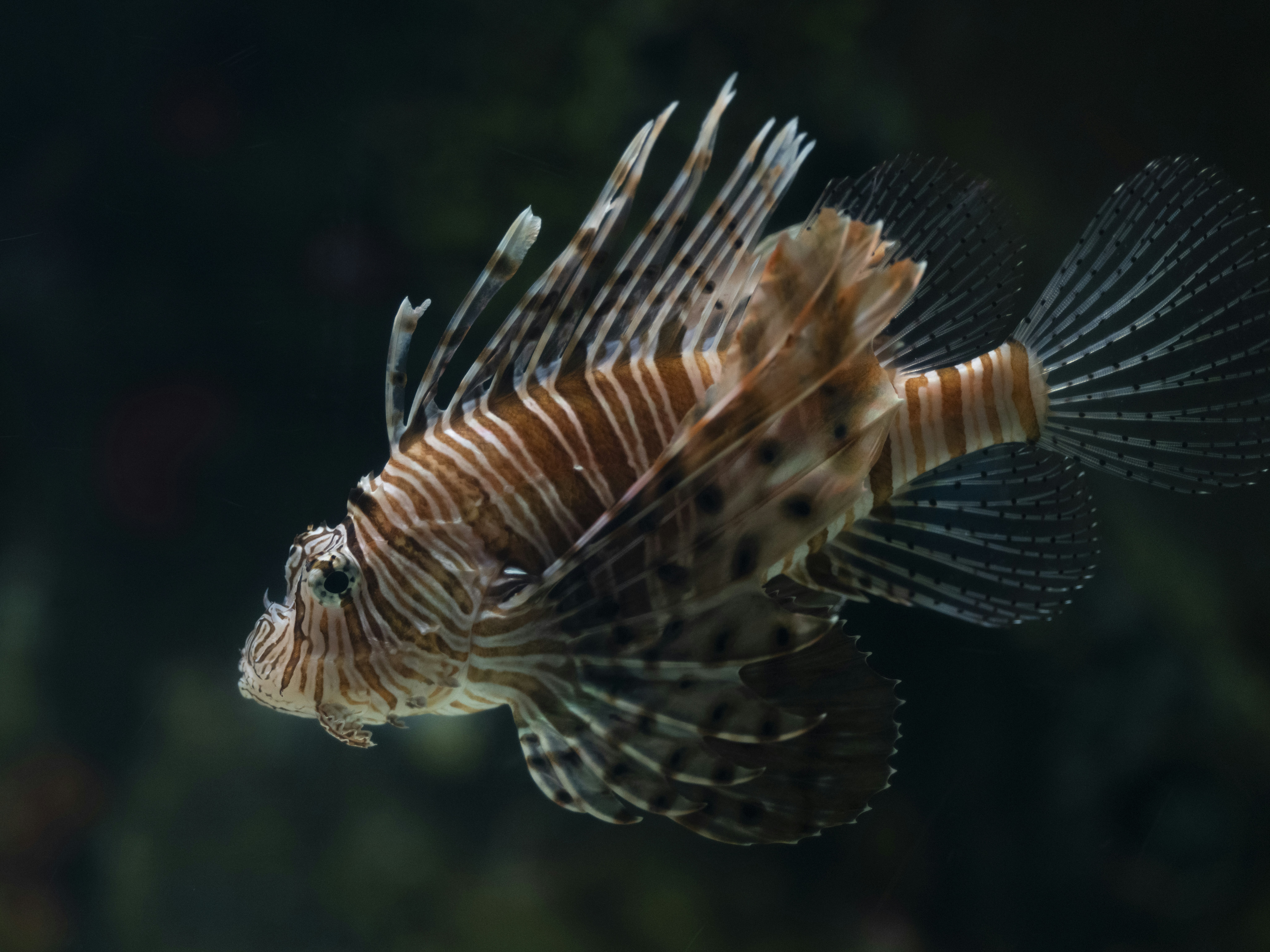 Photo by enginakyurt