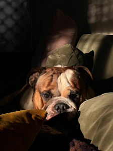 A brown and white dog laying on top of a bed