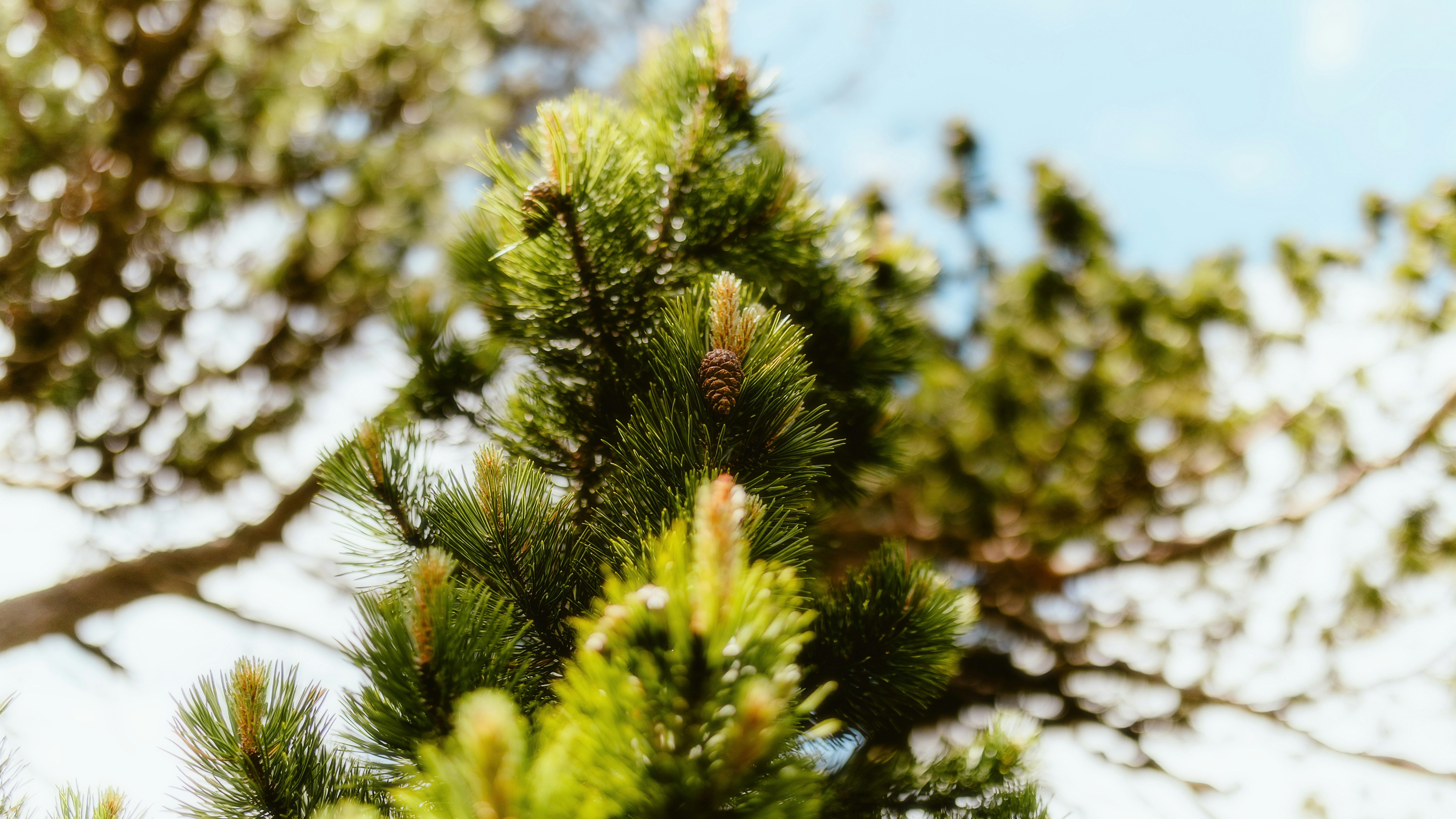 Photo by alingavriliuc