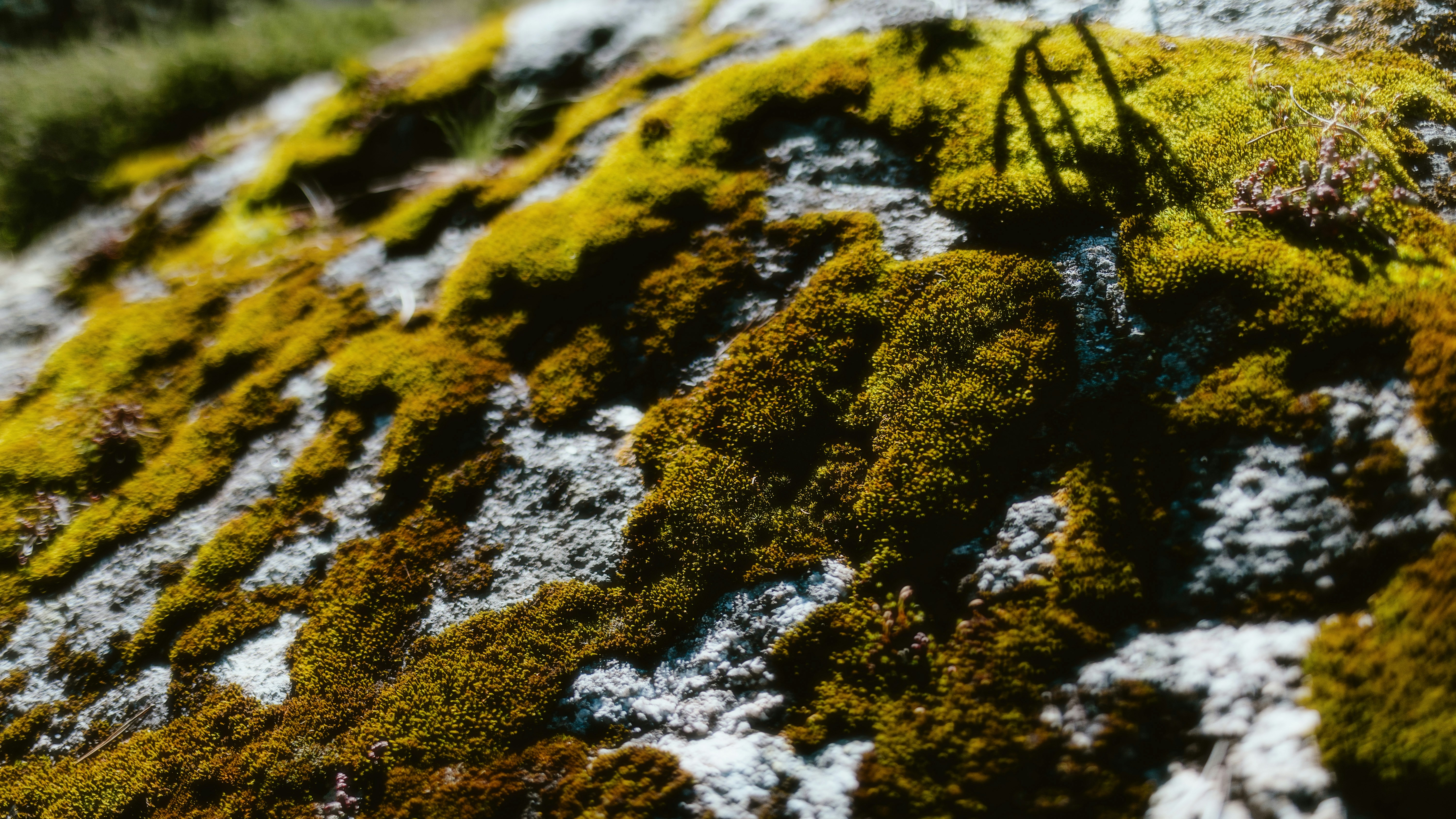 Photo by alingavriliuc