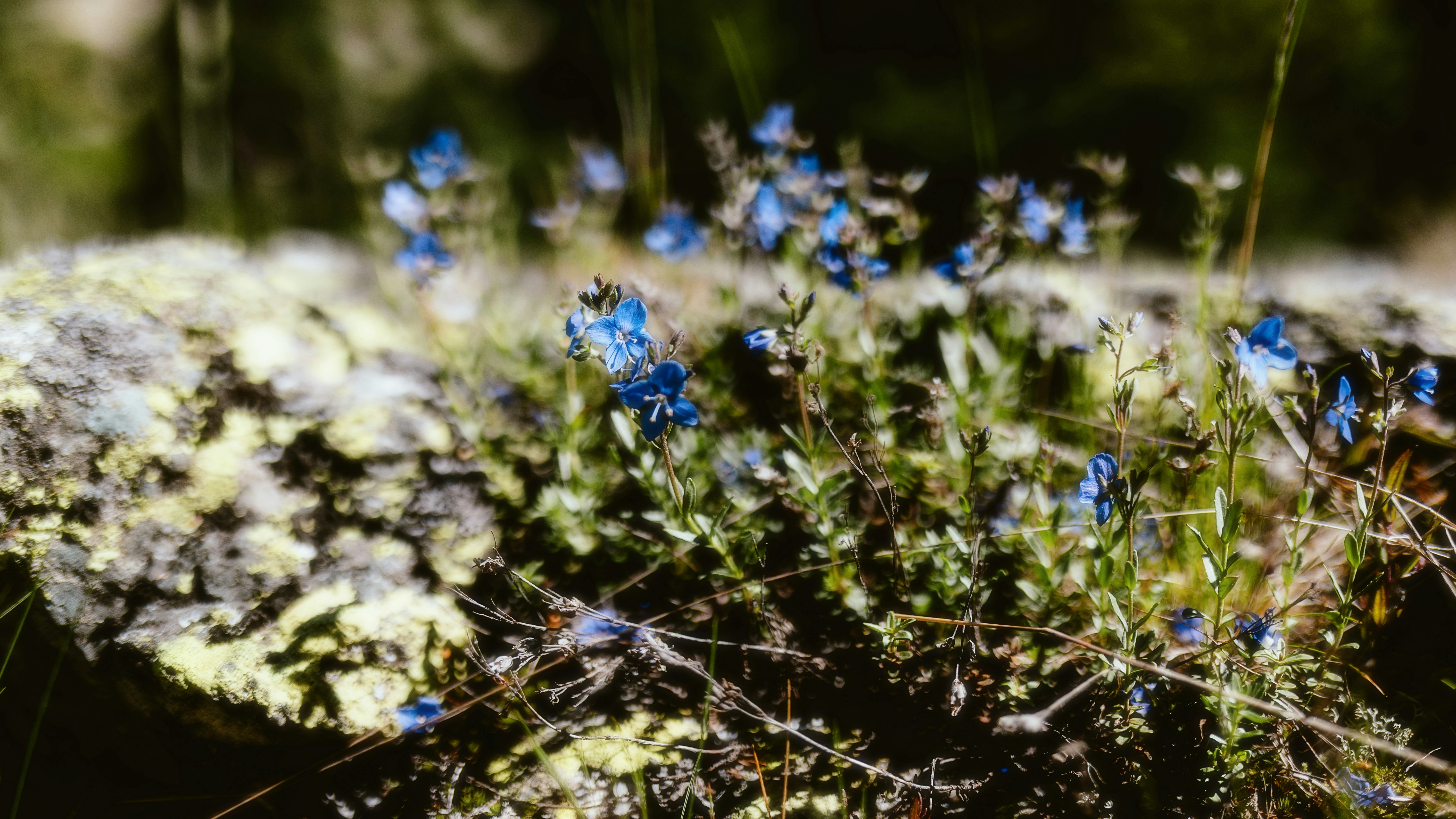 Photo by alingavriliuc