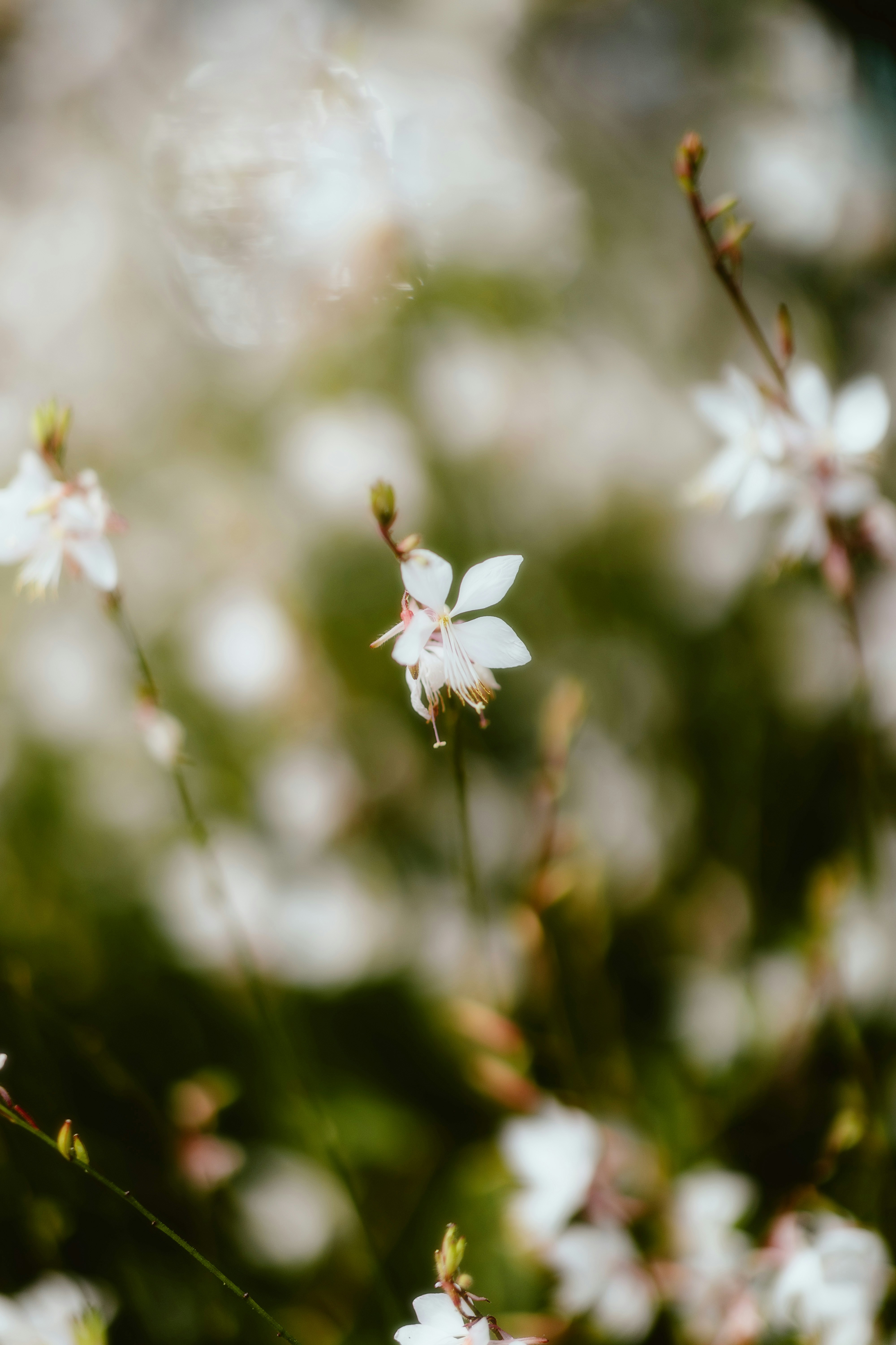 Photo by alingavriliuc