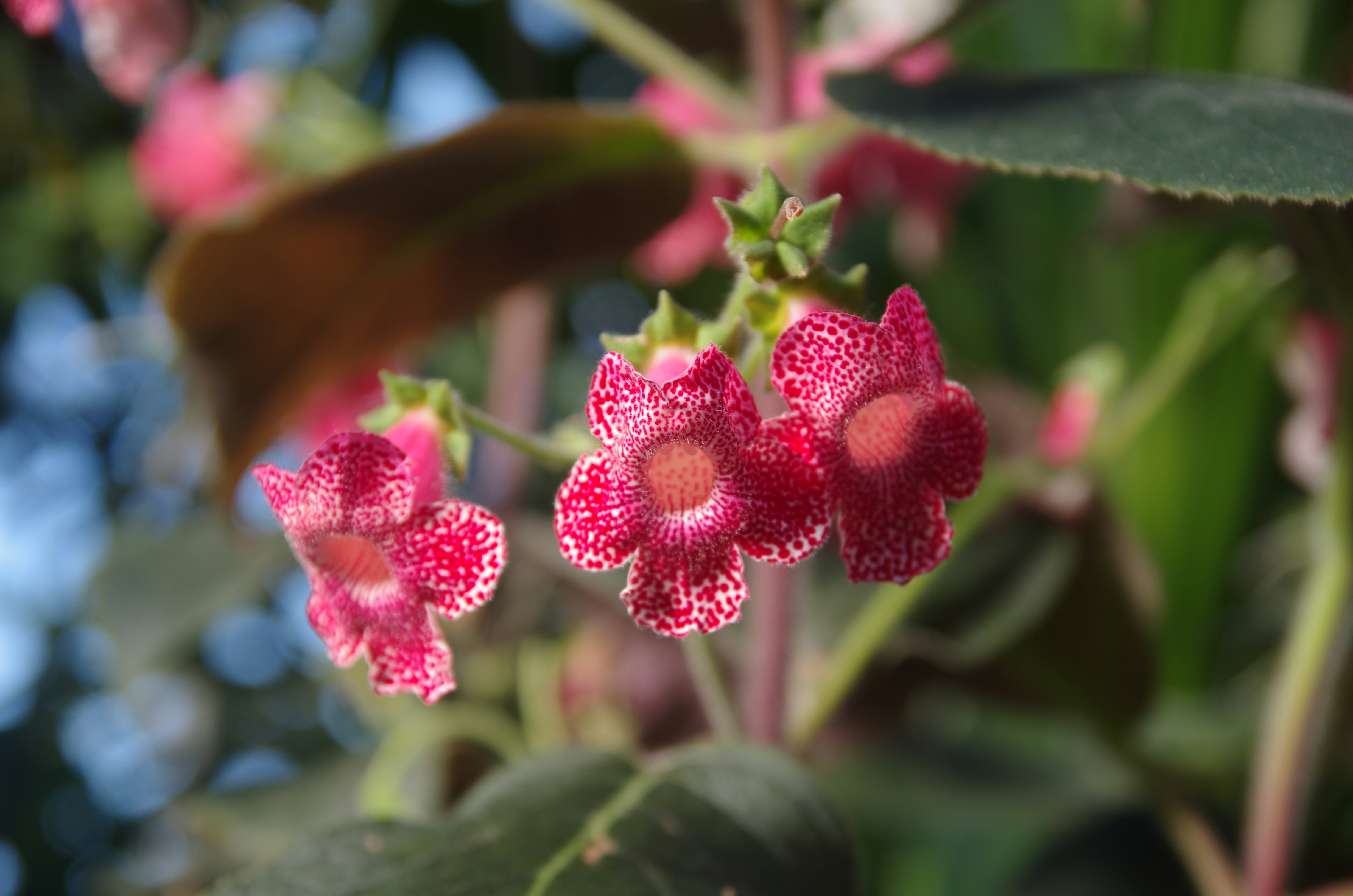 Auckland Domain photo 2