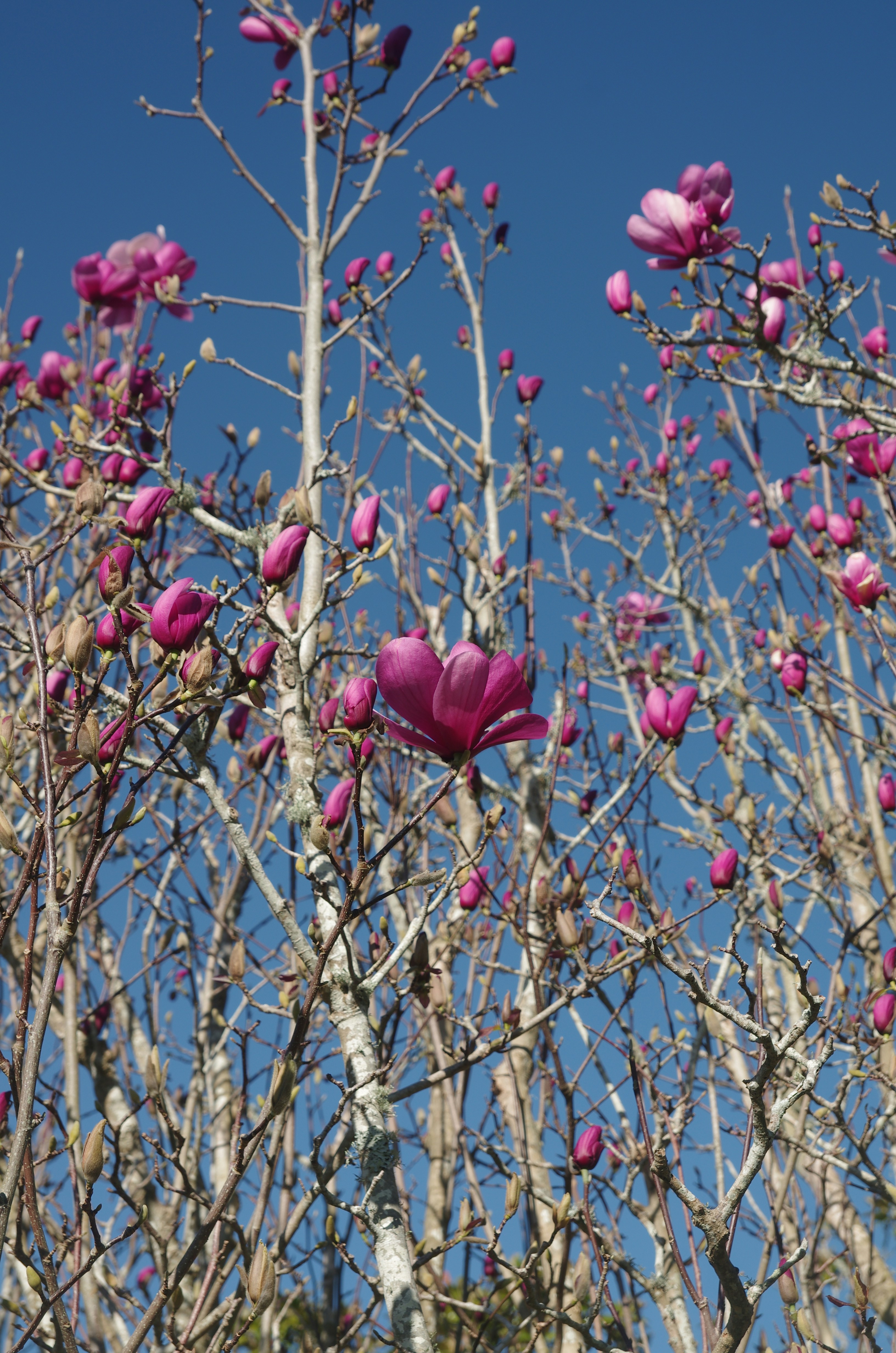 Auckland Domain photo 3