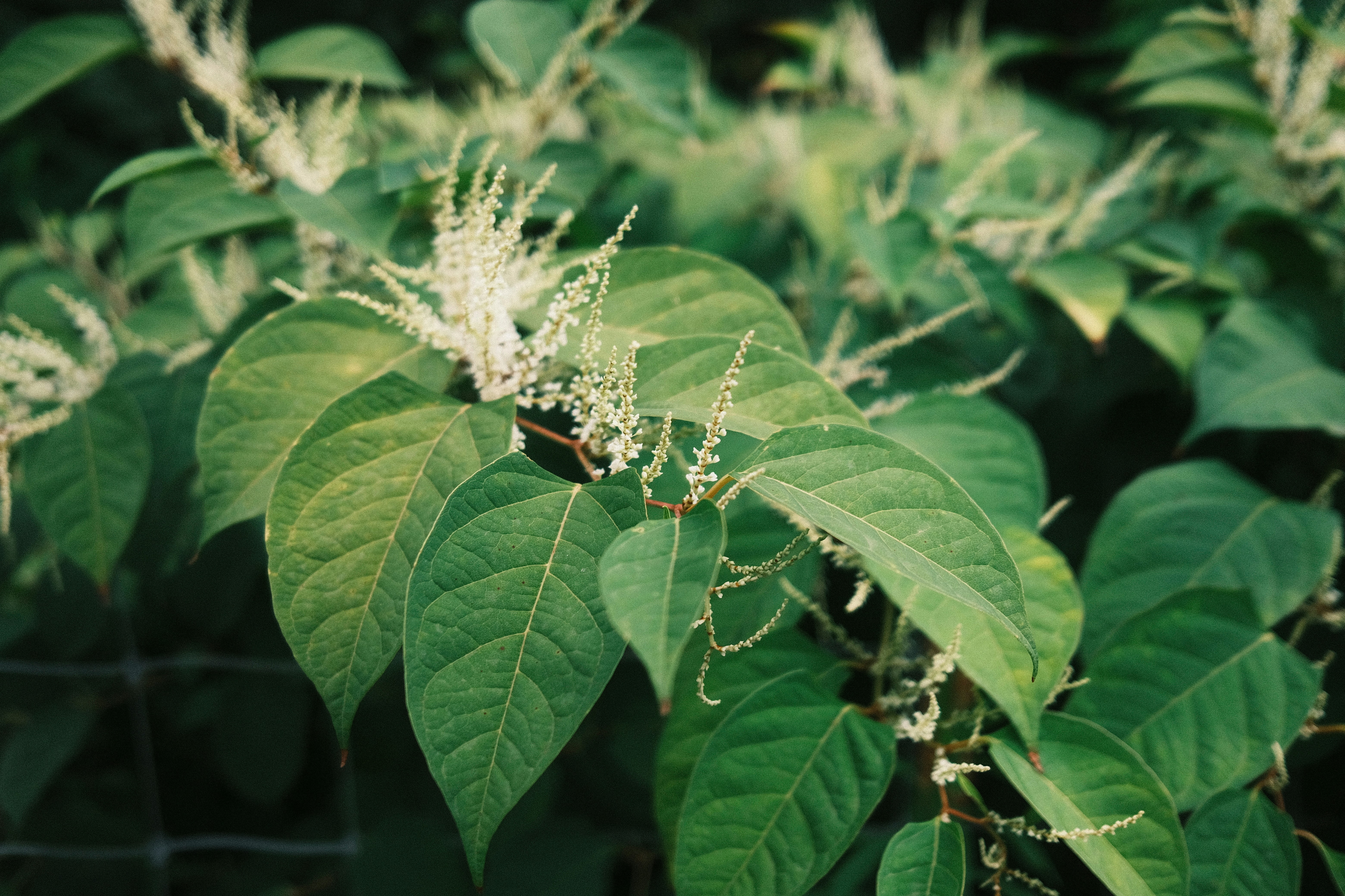 Photo by benaja_photos