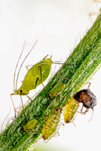 A close up of two bugs on a plant