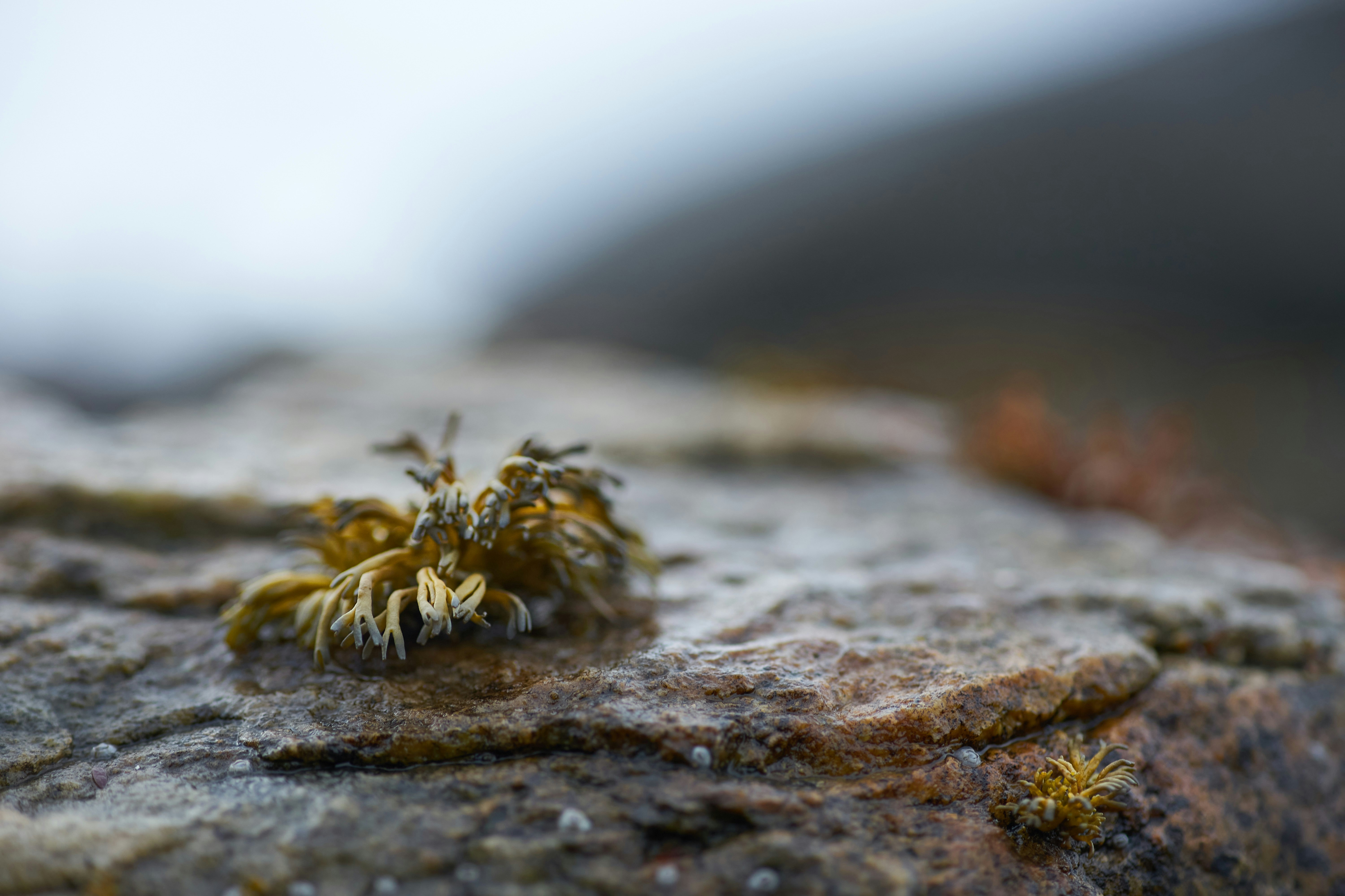 Photo by wolfgang_hasselmann