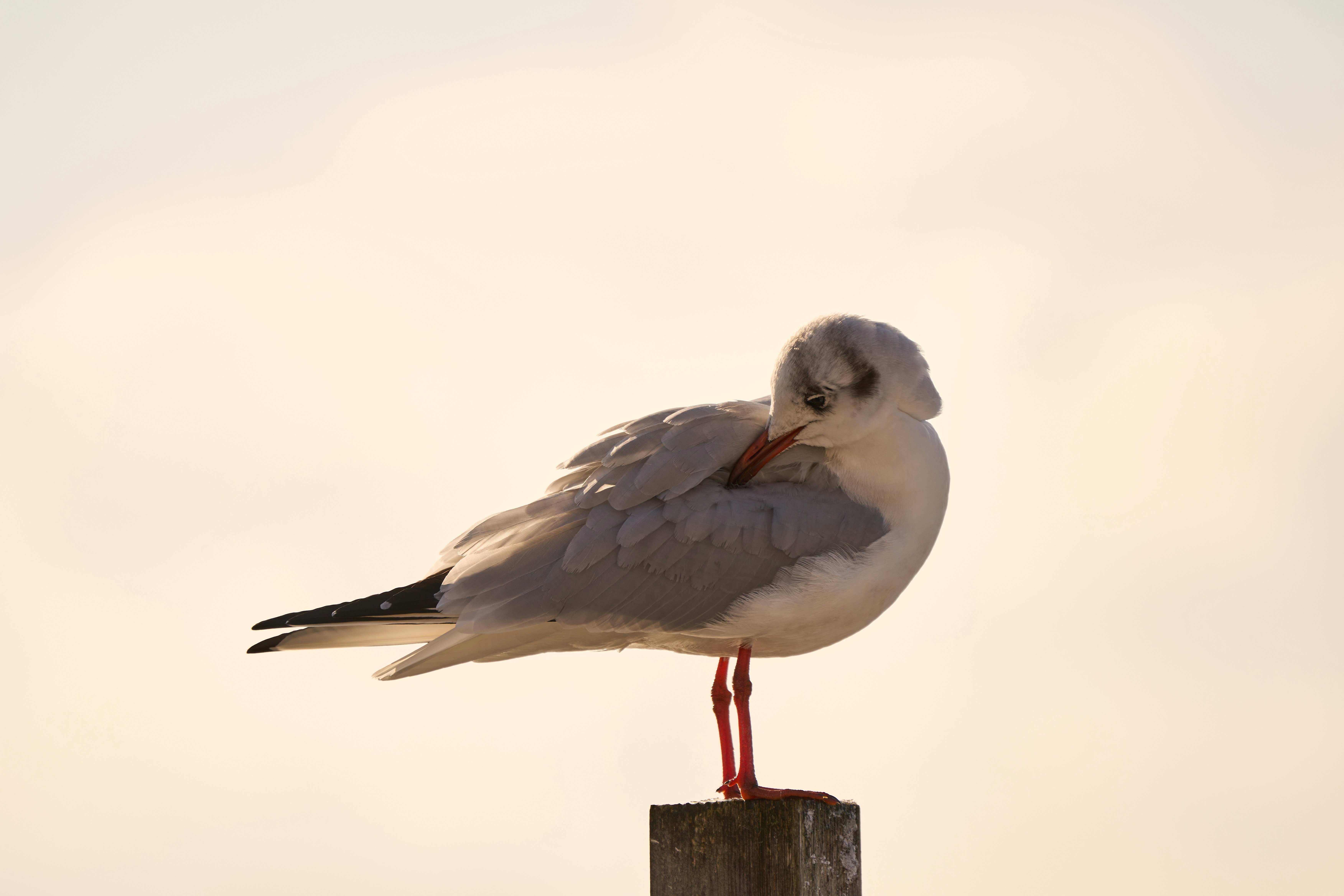 Photo by wolfgang_hasselmann