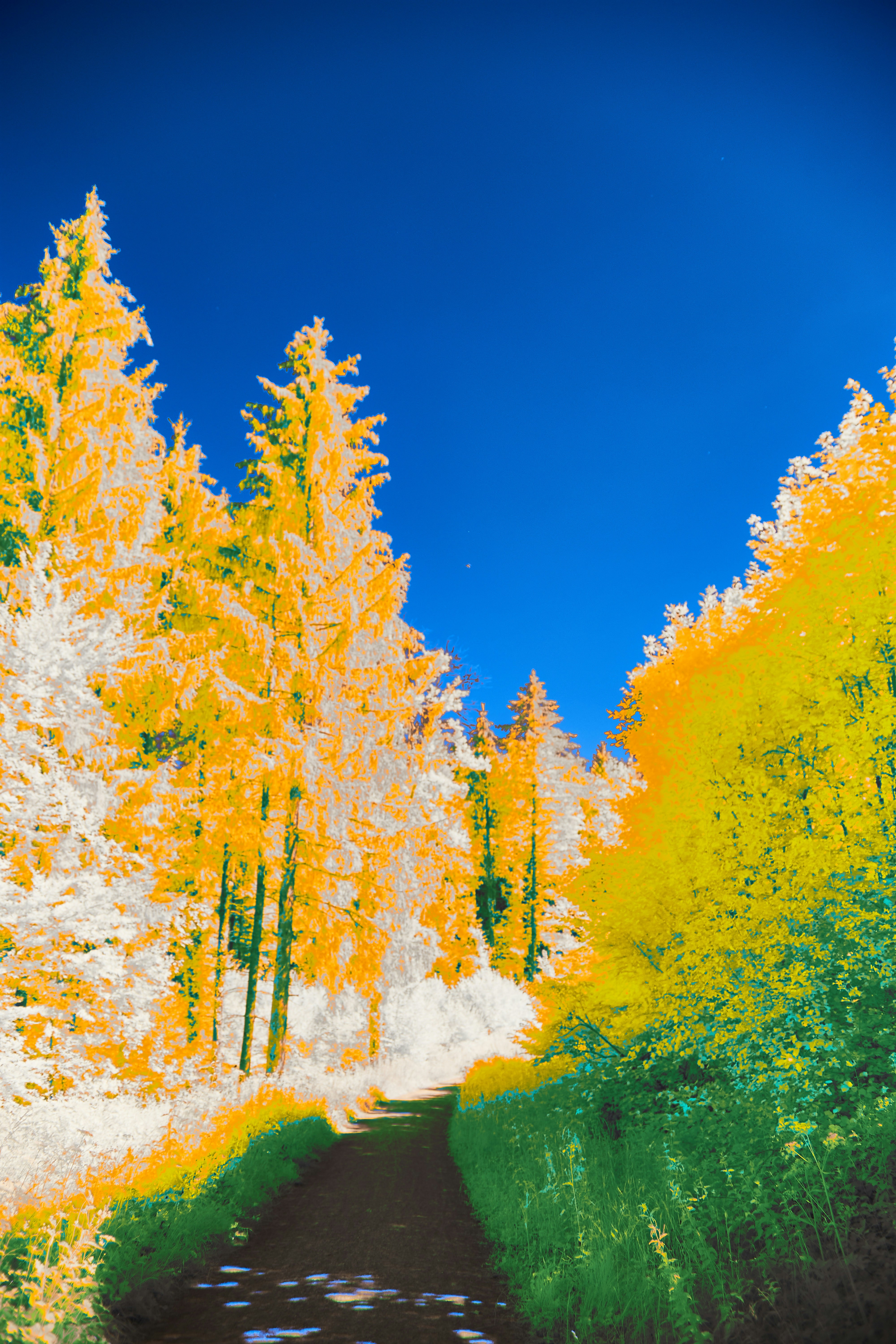 Photo by wolfgang_hasselmann