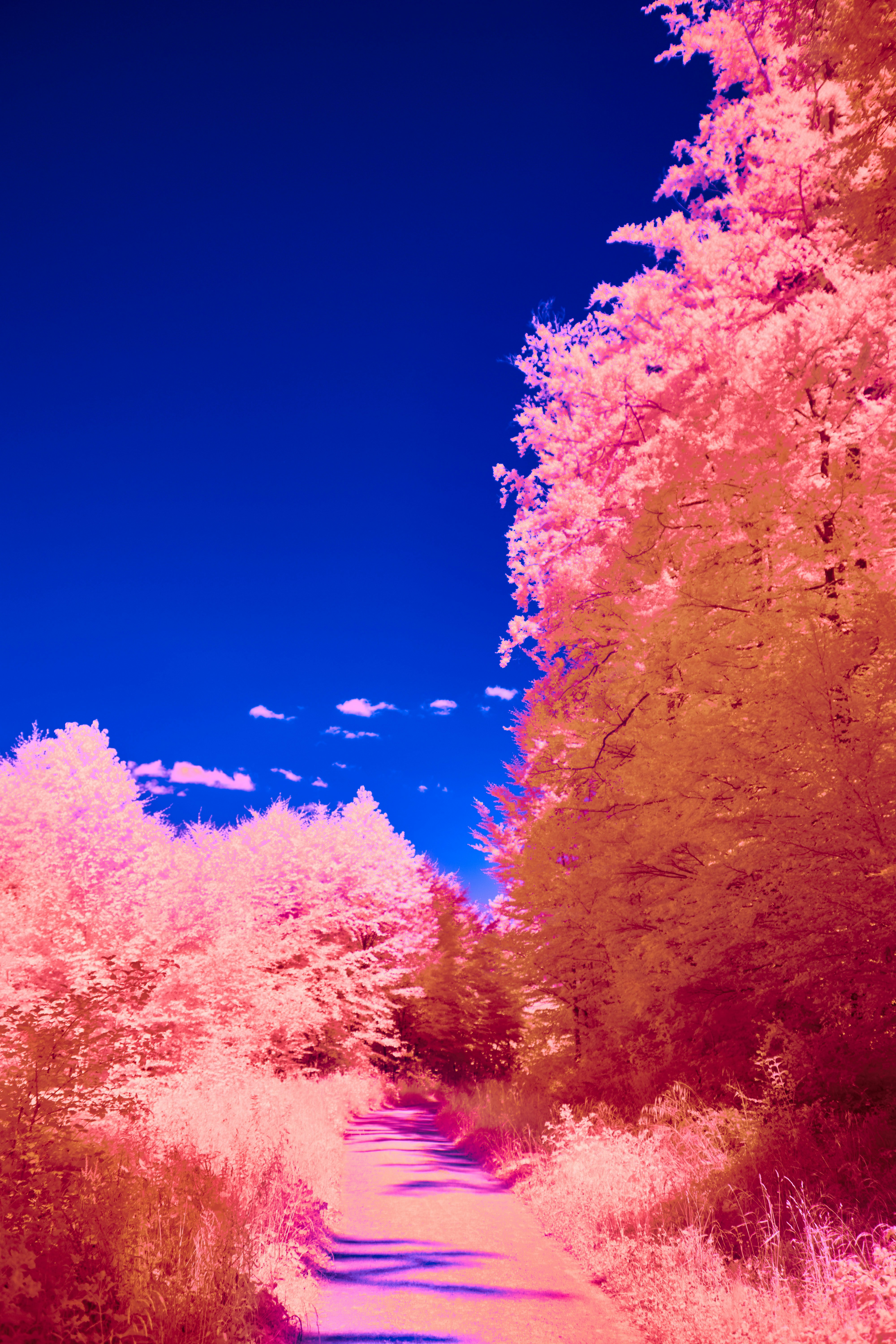 Photo by wolfgang_hasselmann