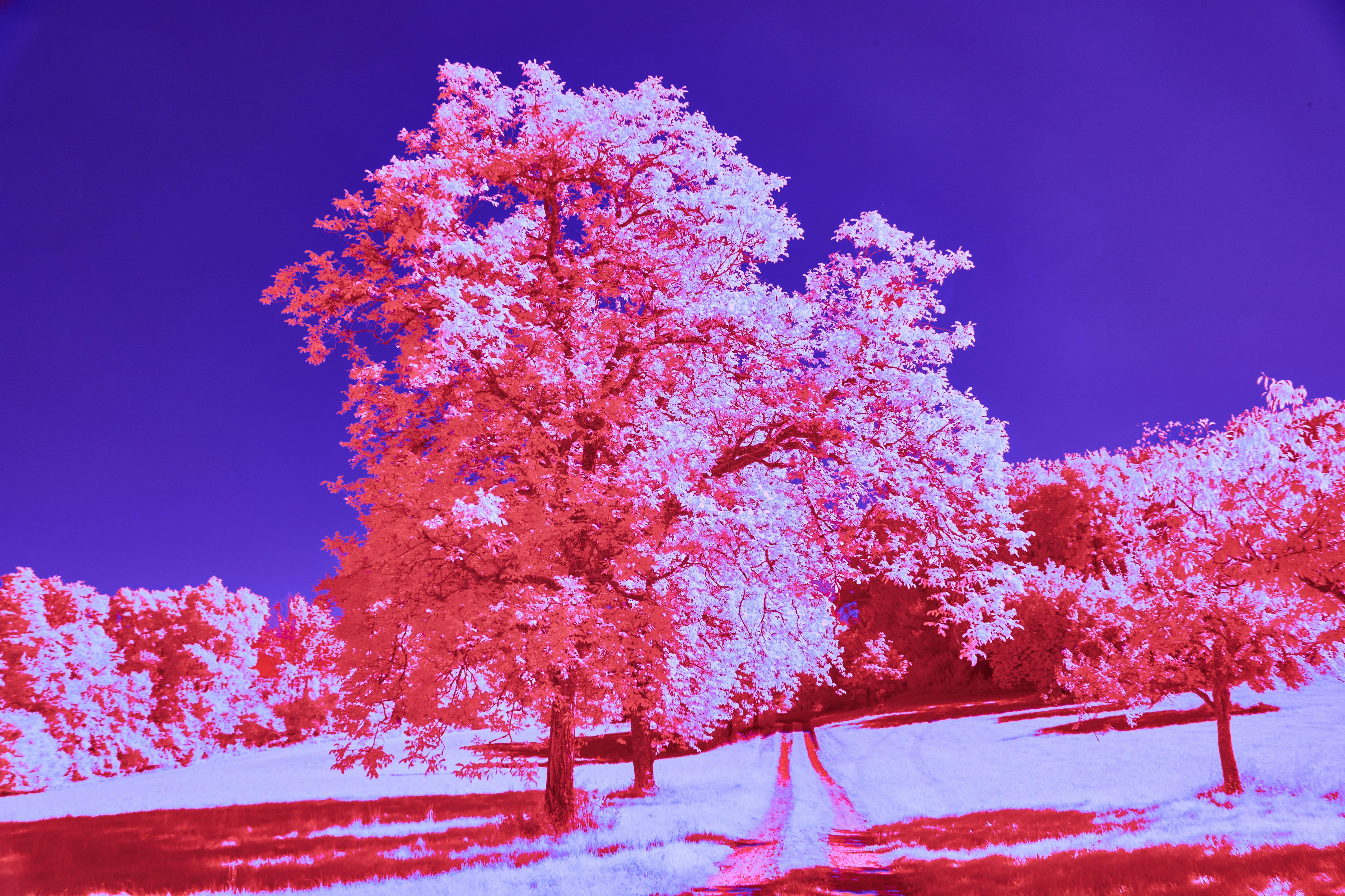 Photo by wolfgang_hasselmann