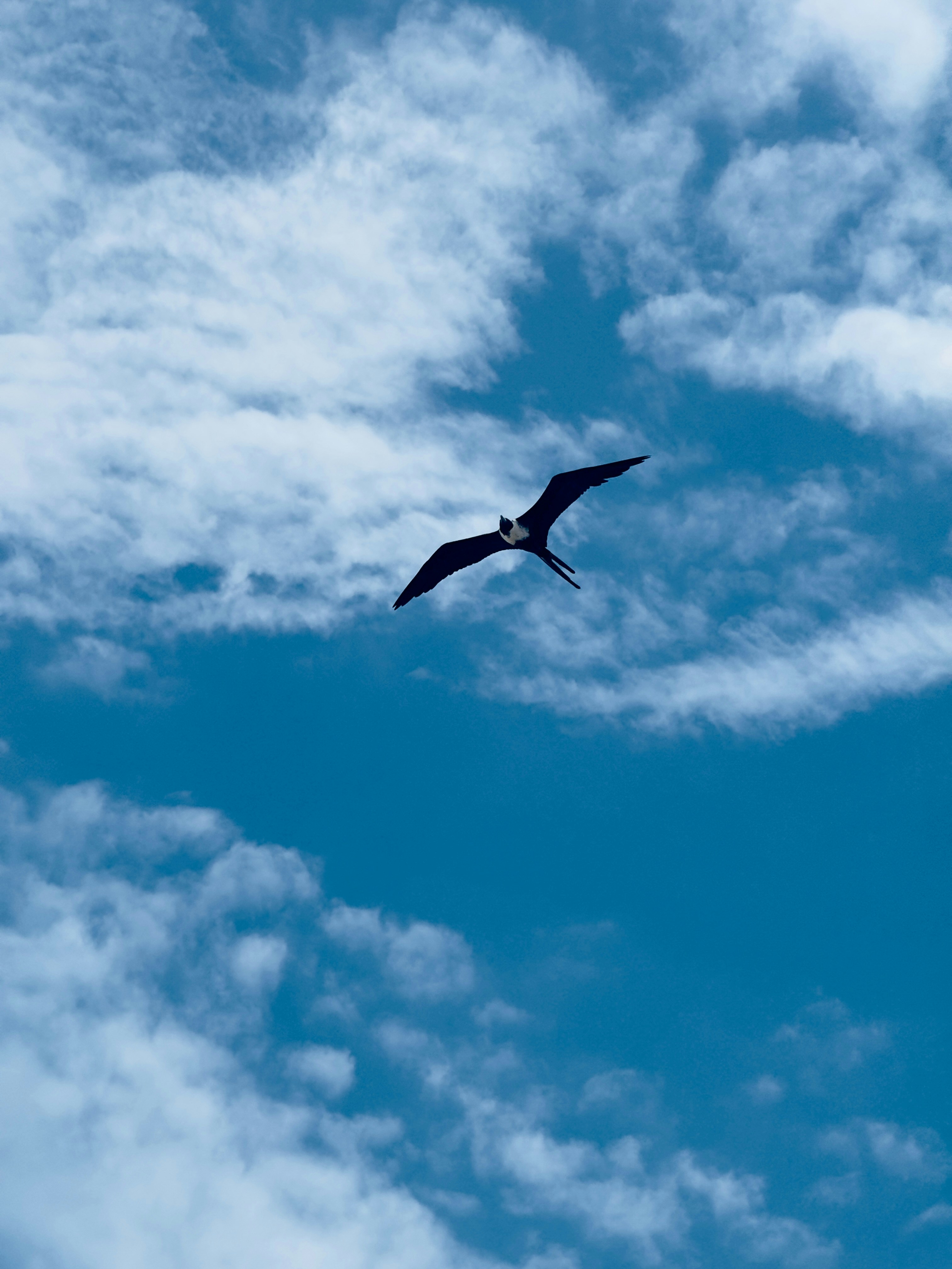 Ein Vogel, der durch einen wolkenverhangenen blauen Himmel fliegt