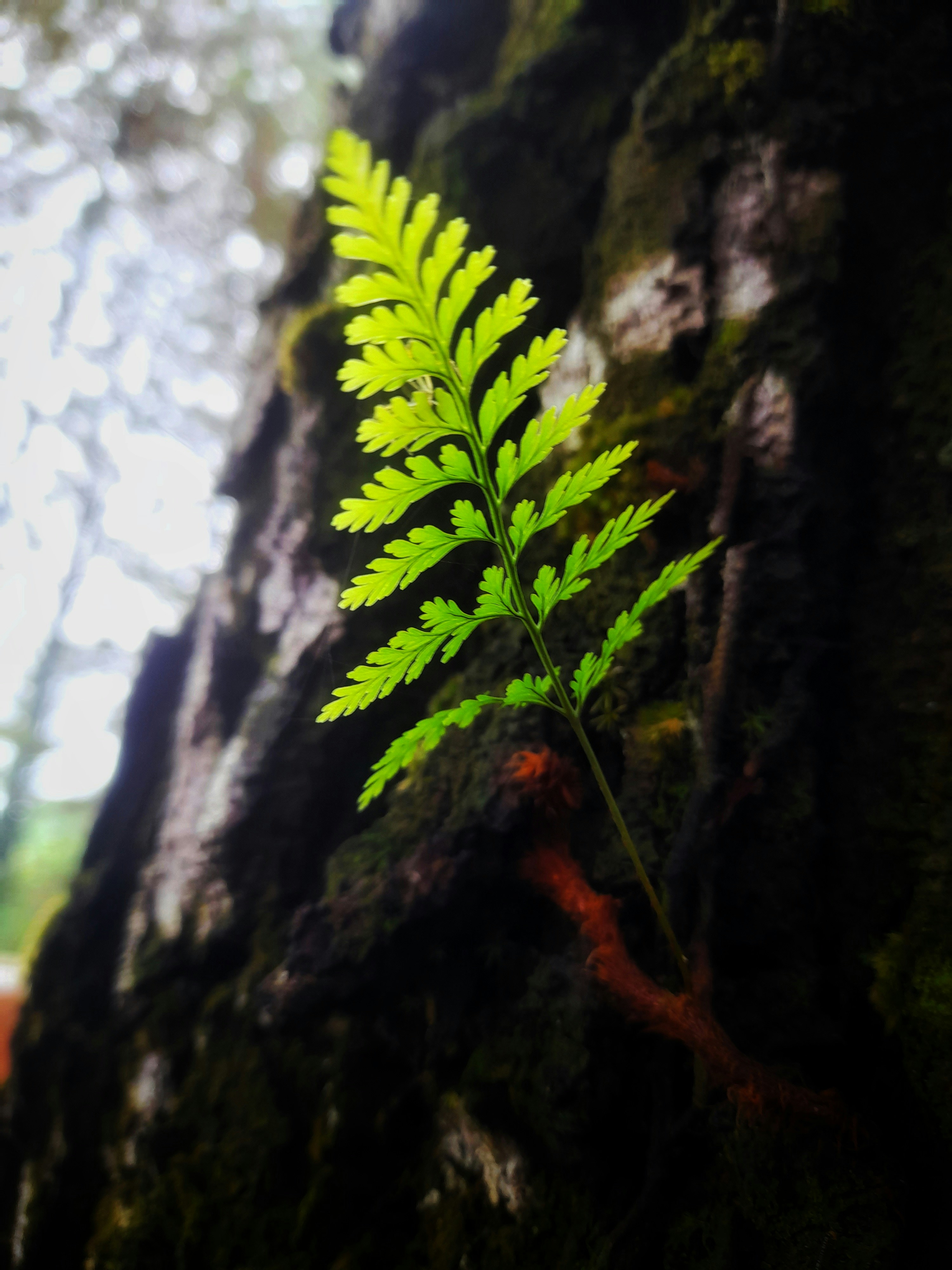 Una planta verde que crece en el costado de un árbol