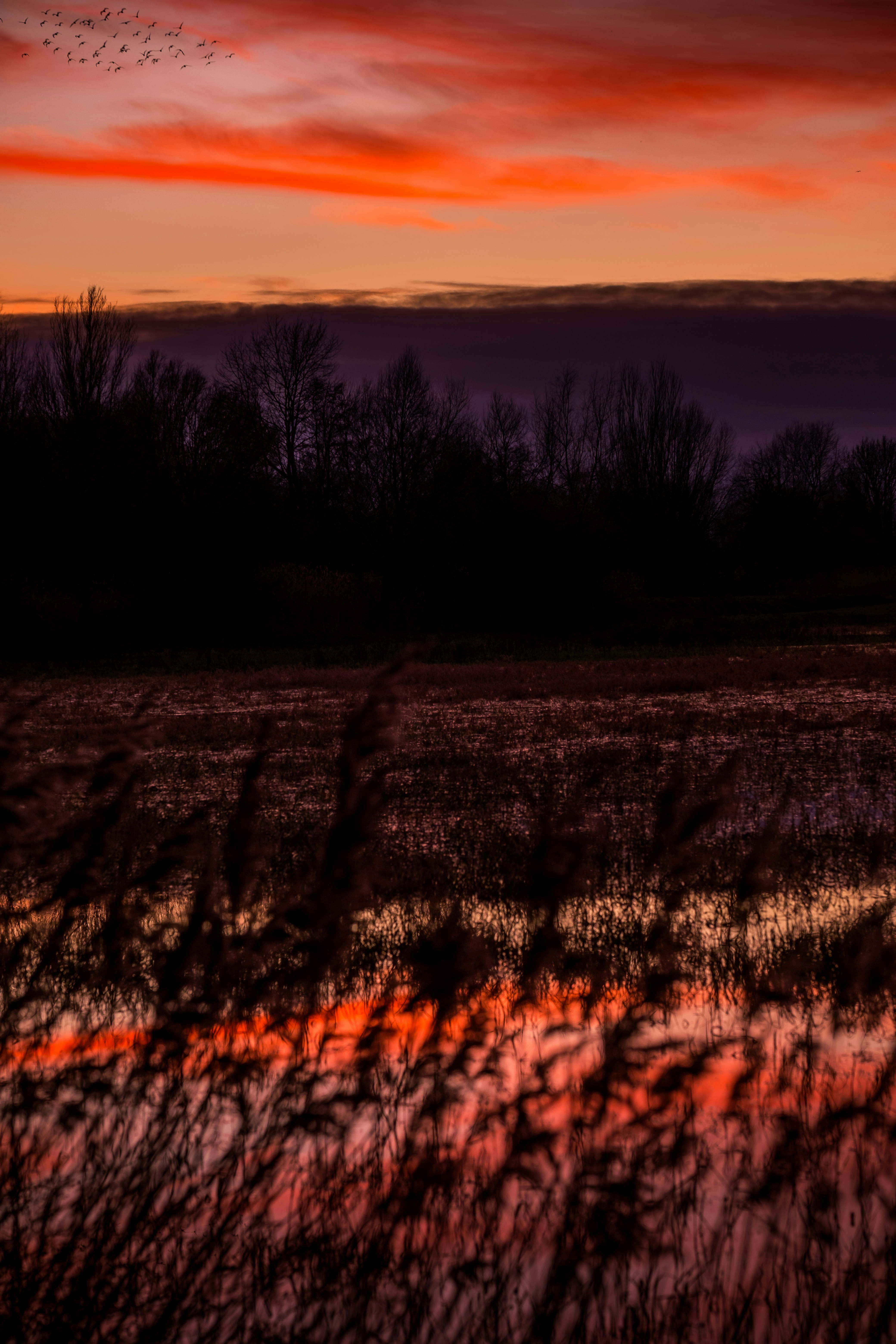 Ein Feld mit einem roten Himmel im Hintergrund