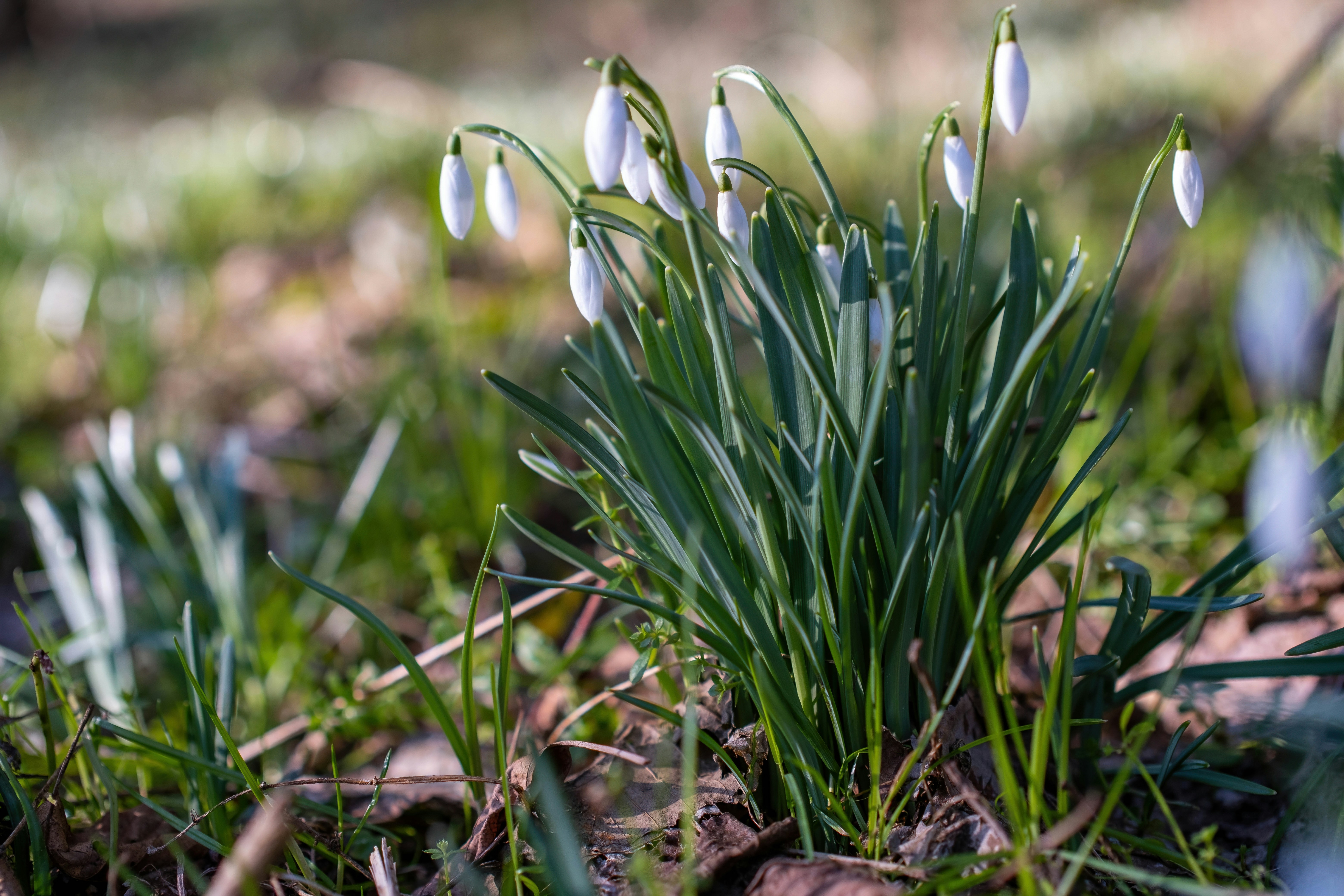 A group of white flowers growing out of the ground