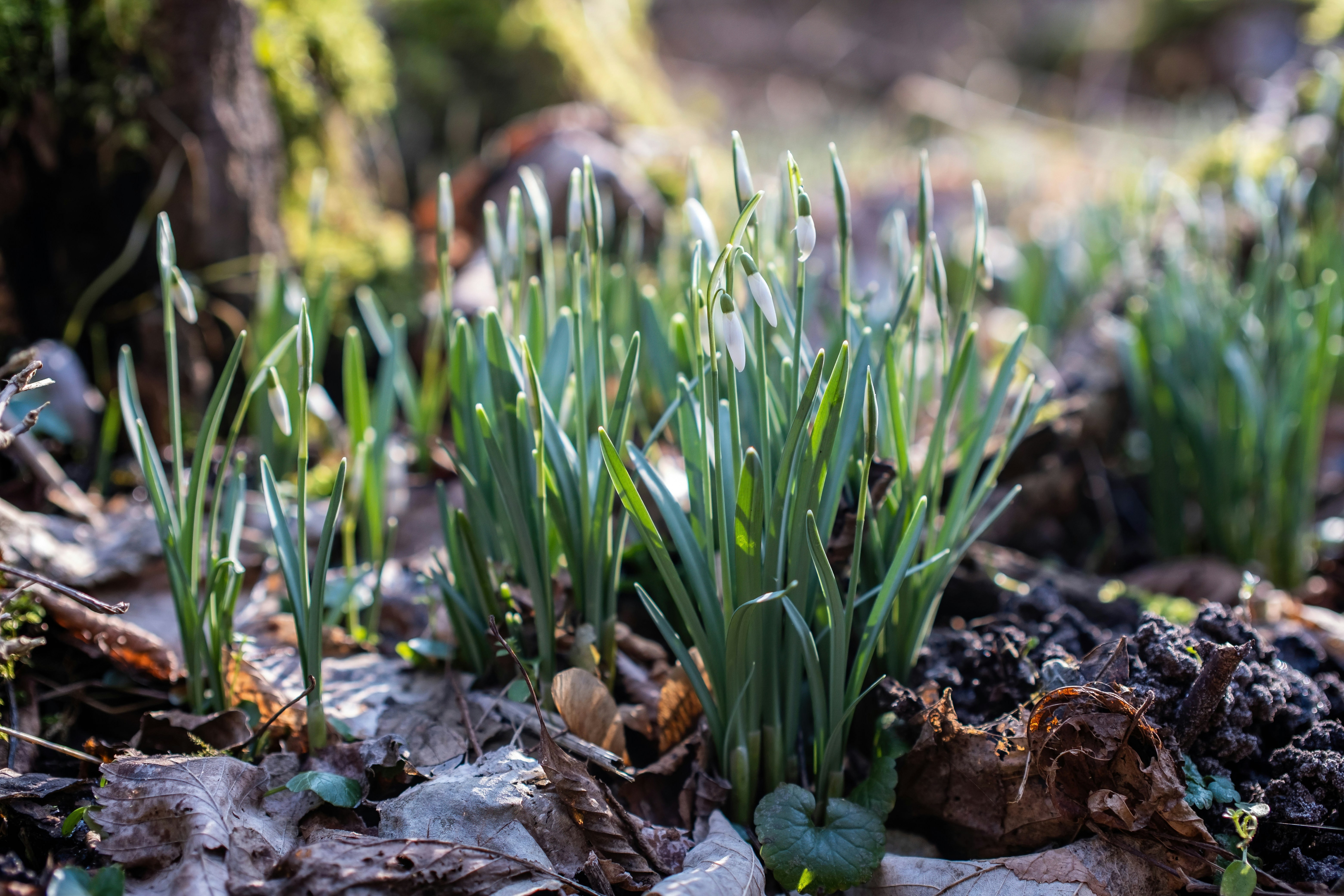 A group of green plants growing out of the ground
