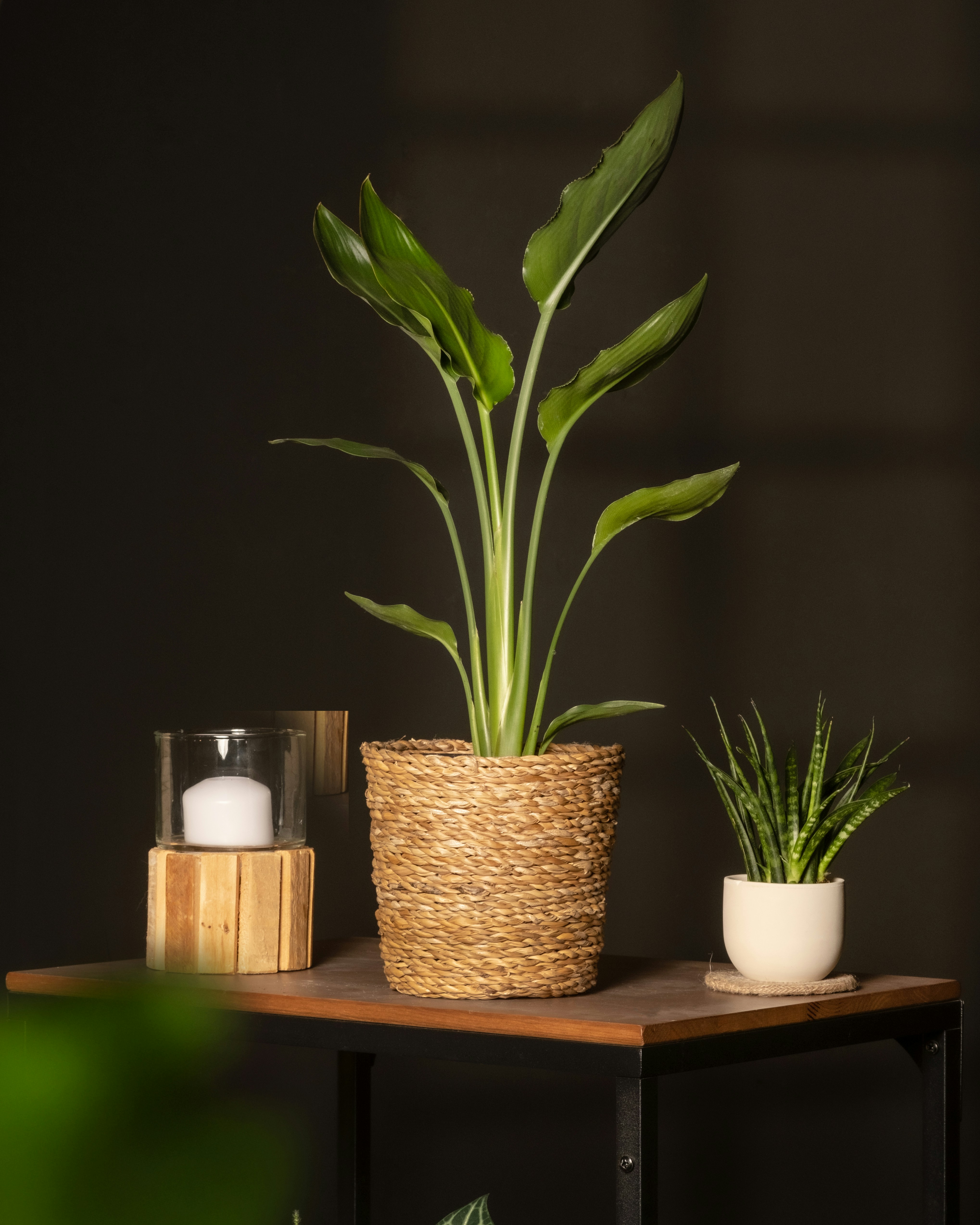 Photo by feeypflanzen