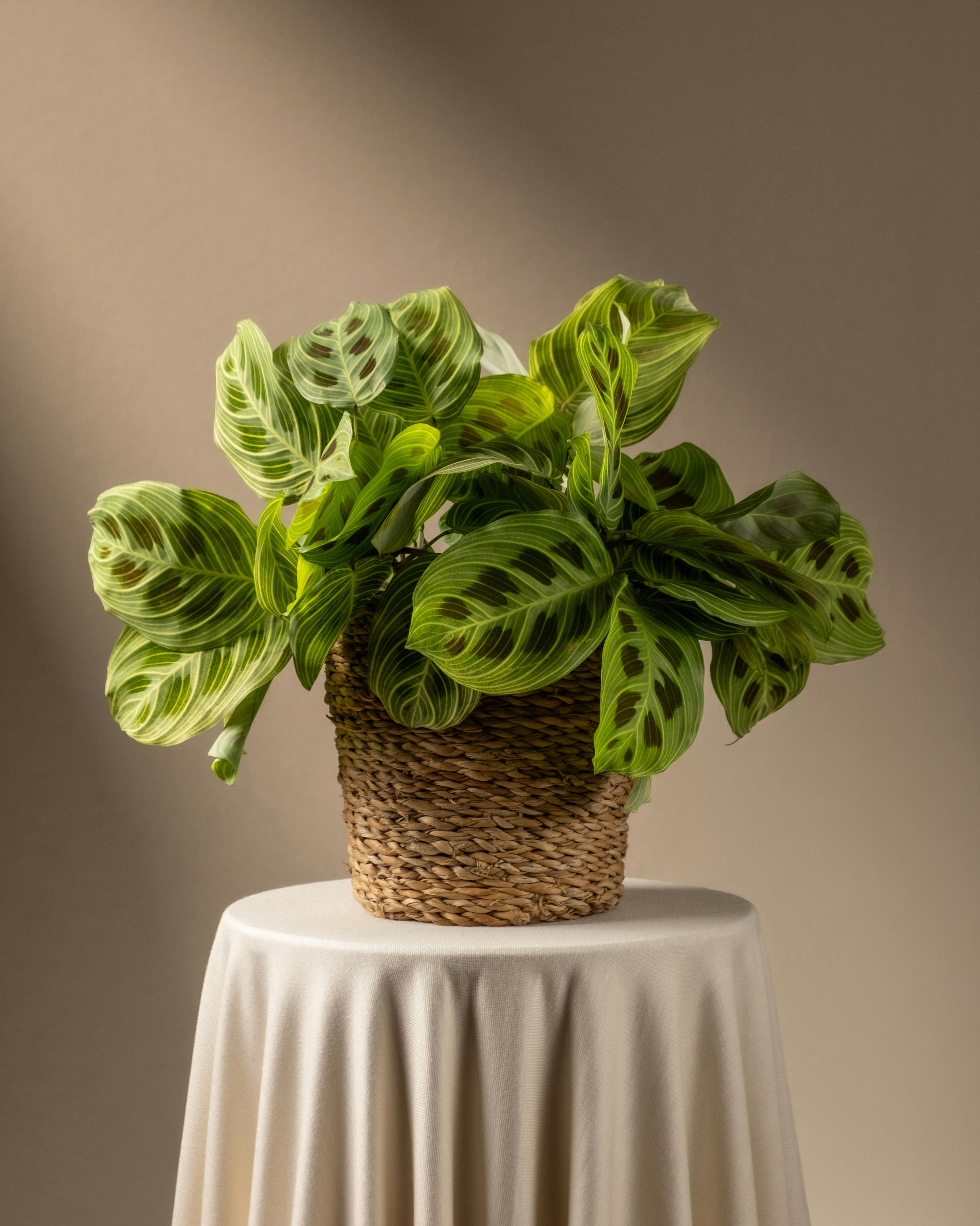 Photo by feeypflanzen