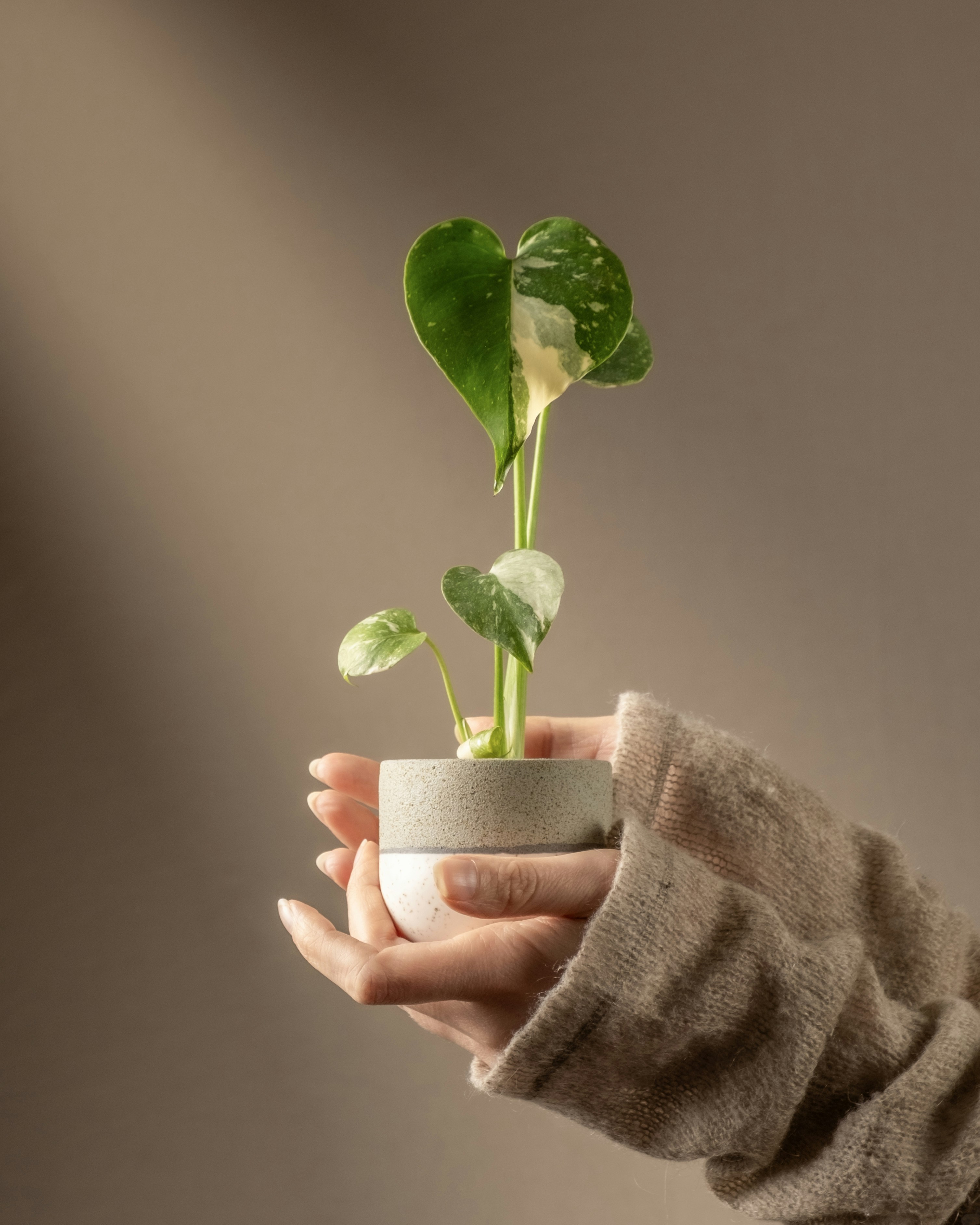 Photo by feeypflanzen