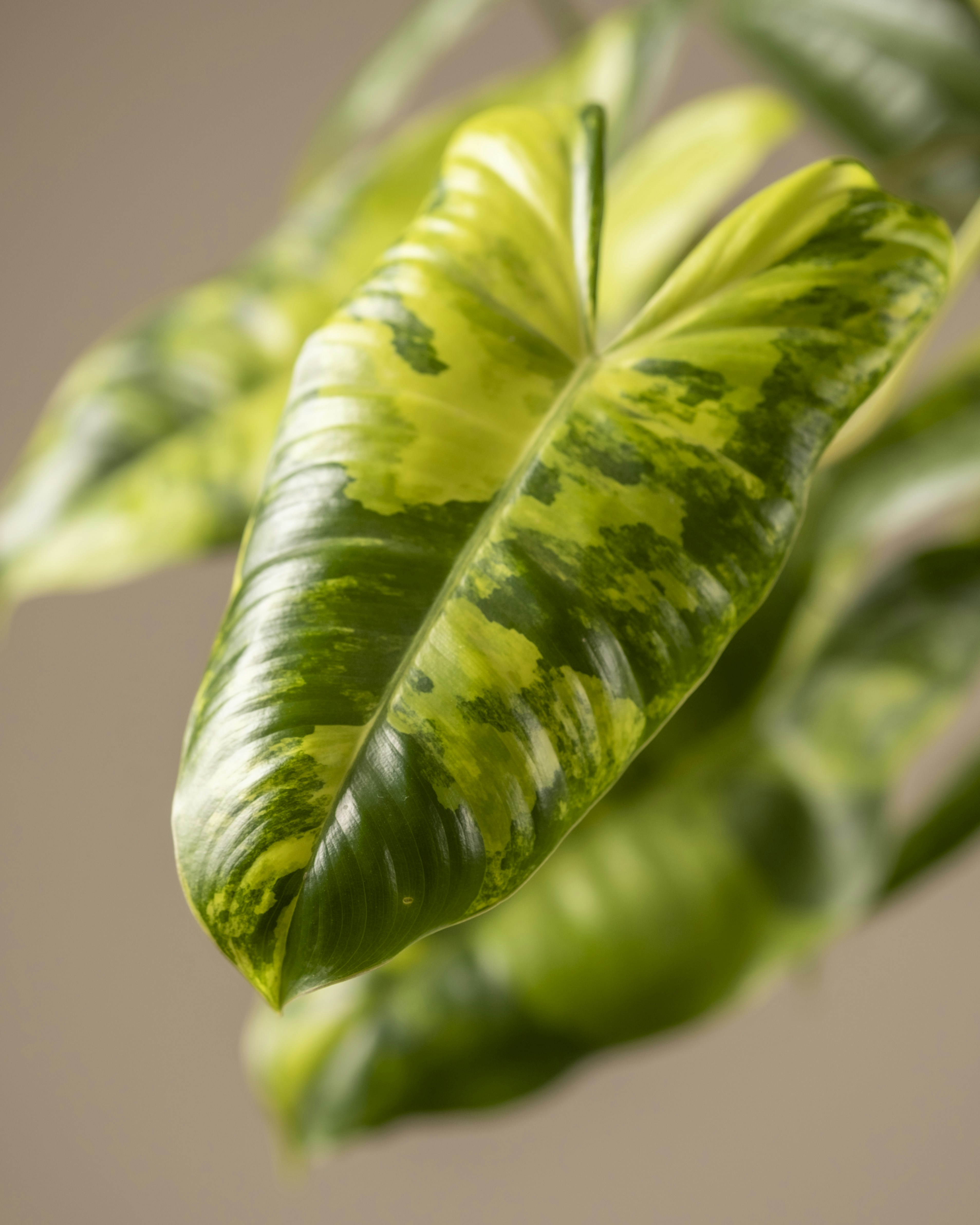 Photo by feeypflanzen