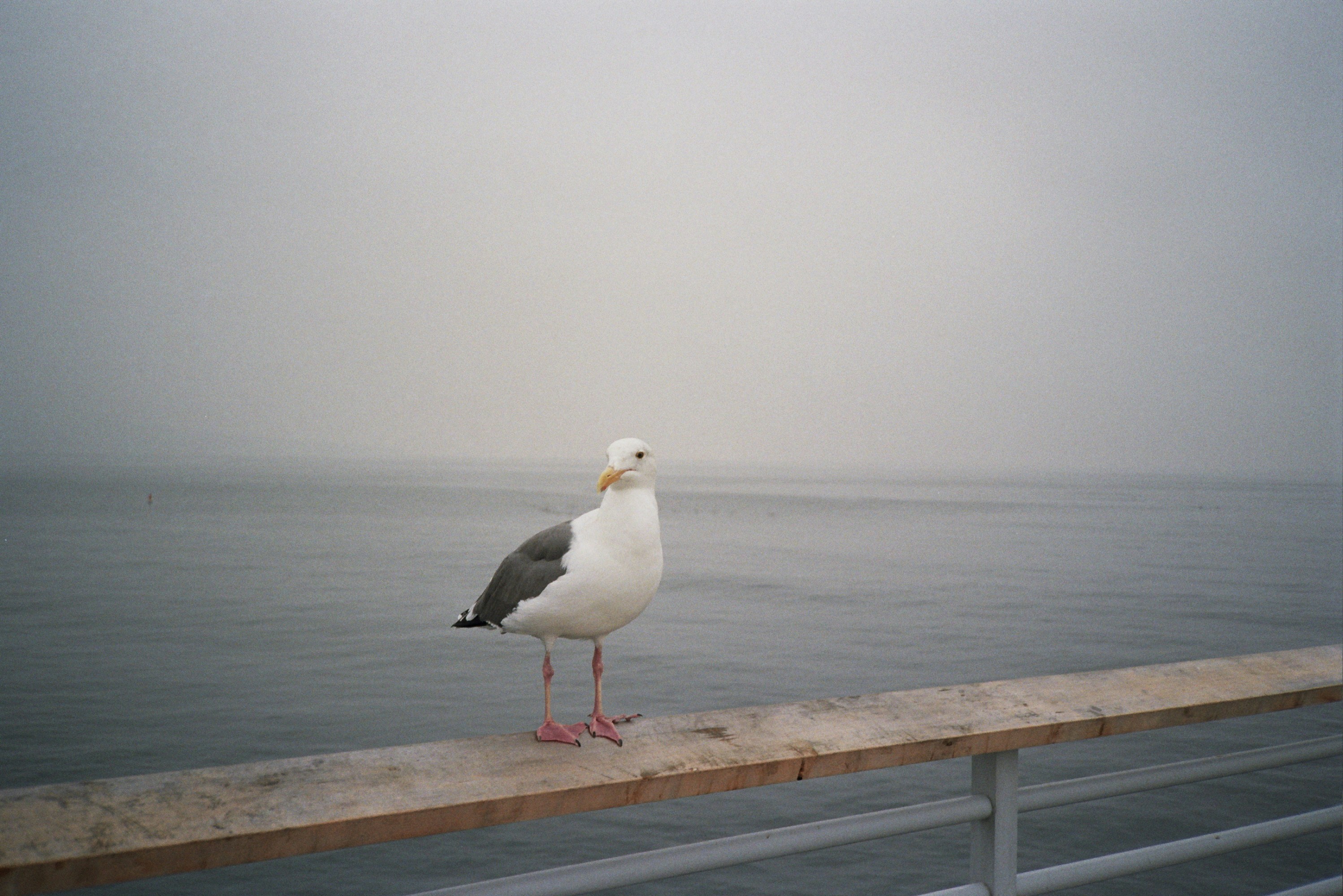 Photo by katewarner