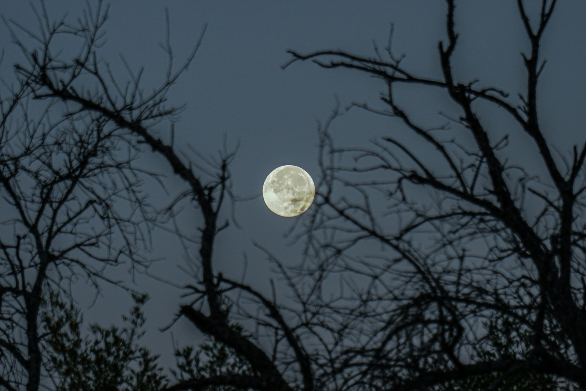A full moon seen through the branches of a tree