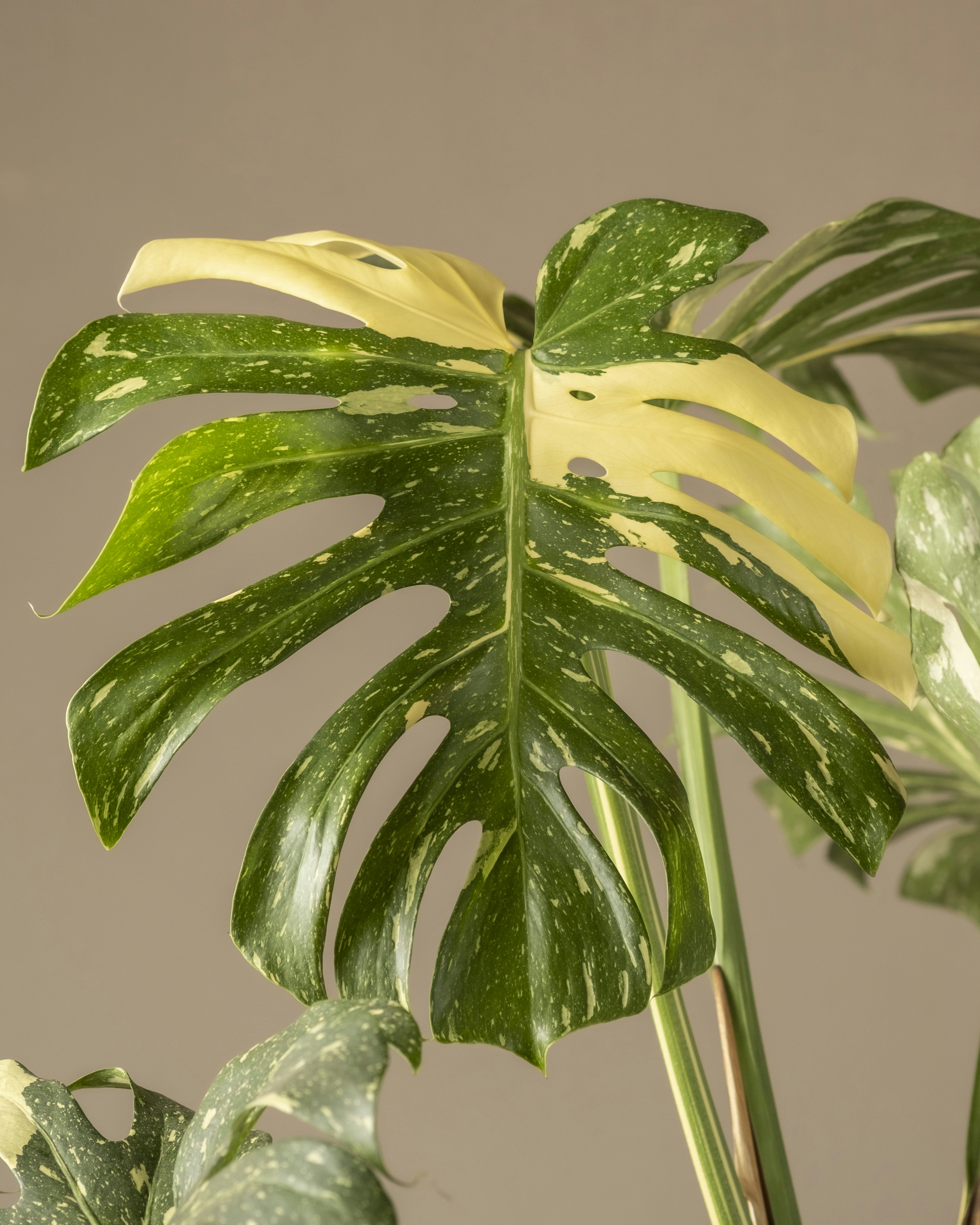 Photo by feeypflanzen