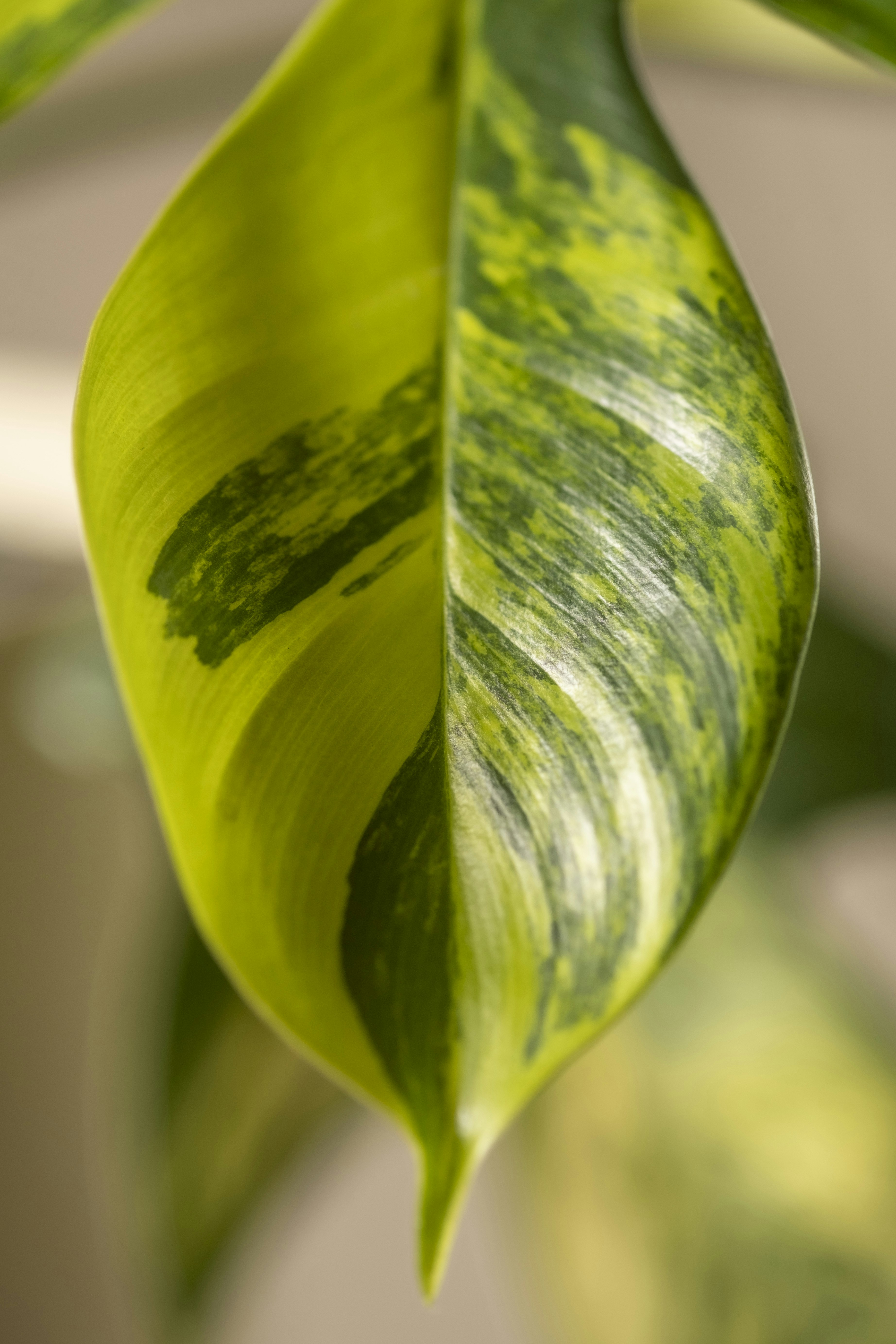 Photo by feeypflanzen