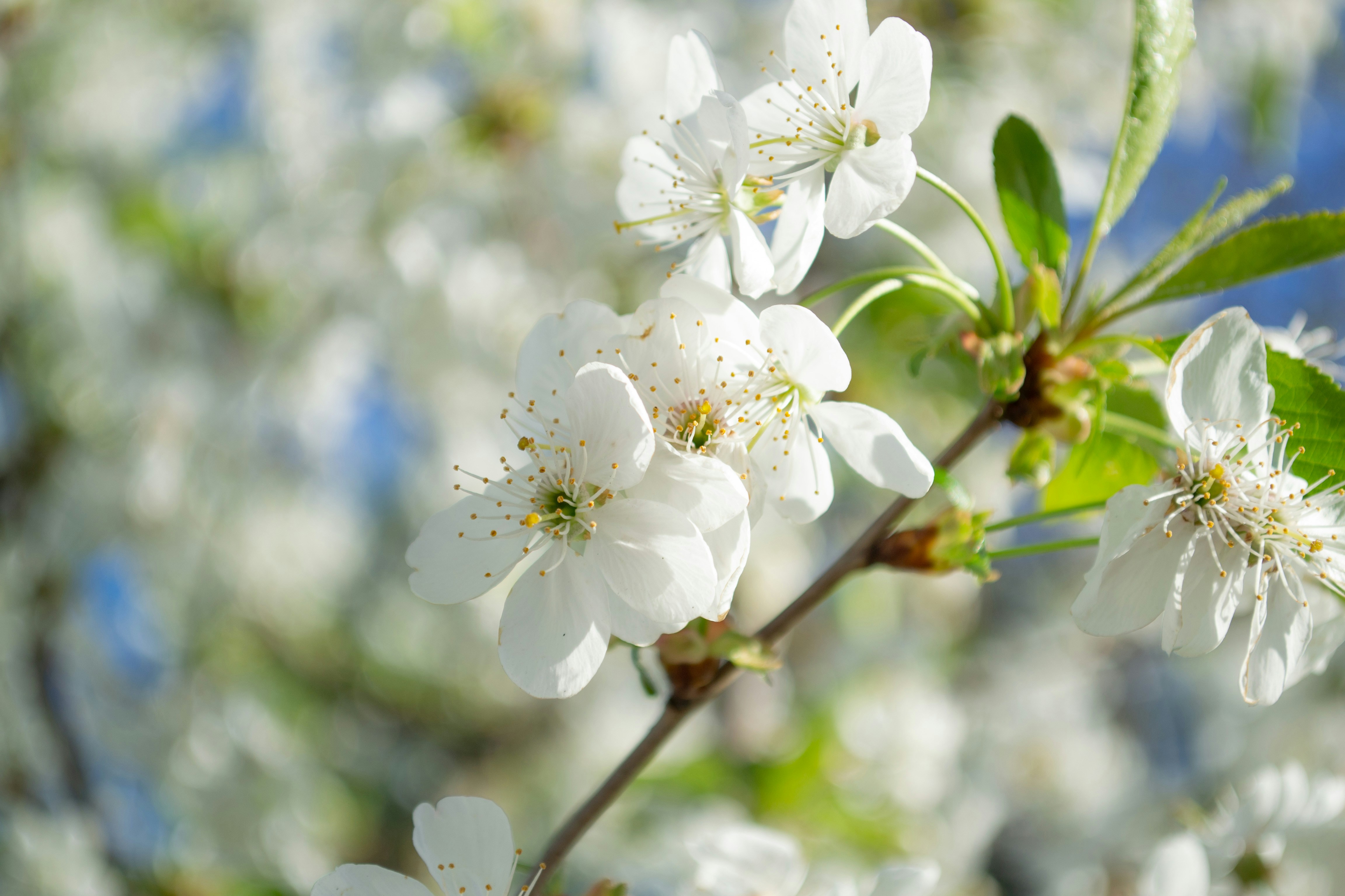 Photo by ds_graphicdesign