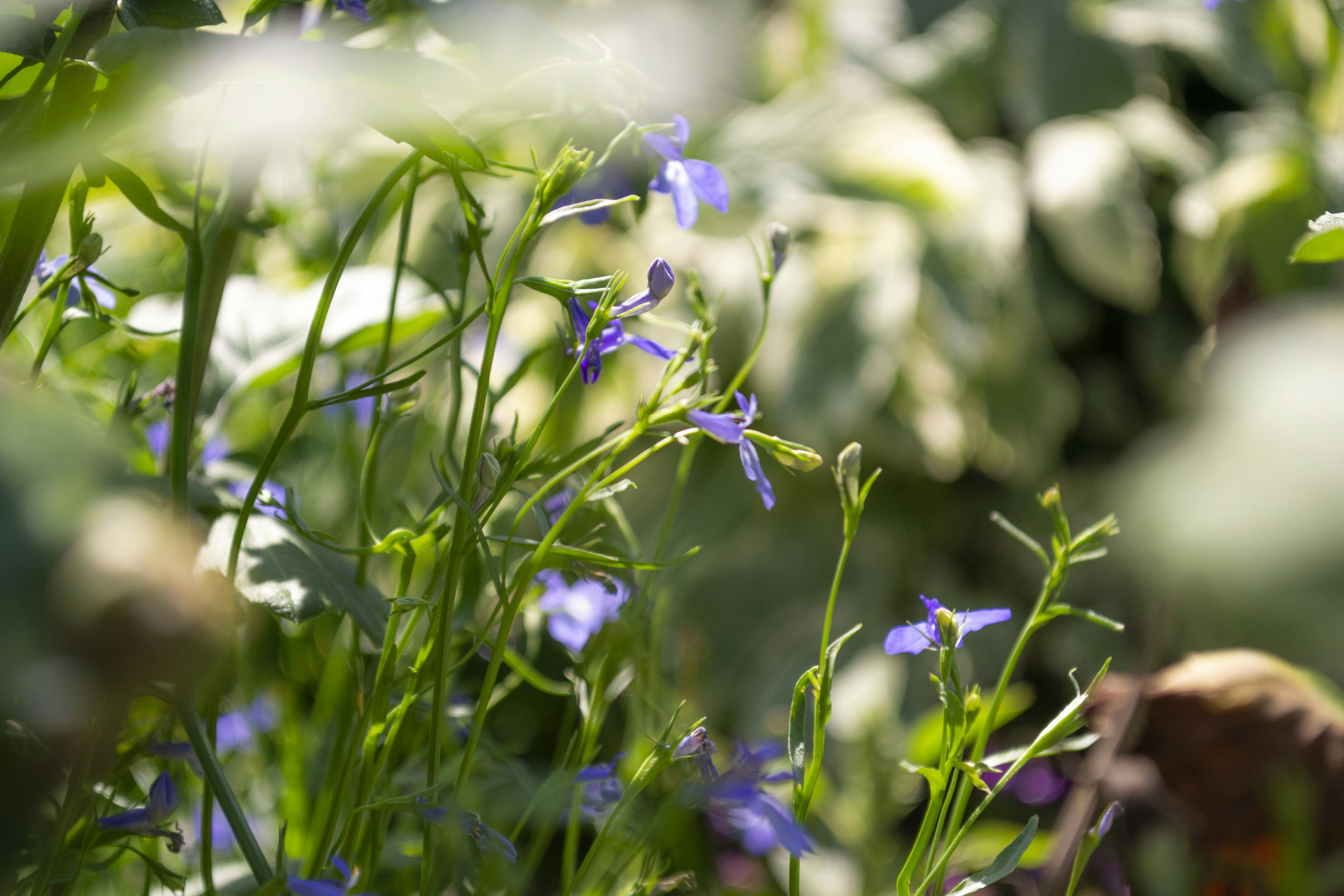 Photo by ds_graphicdesign