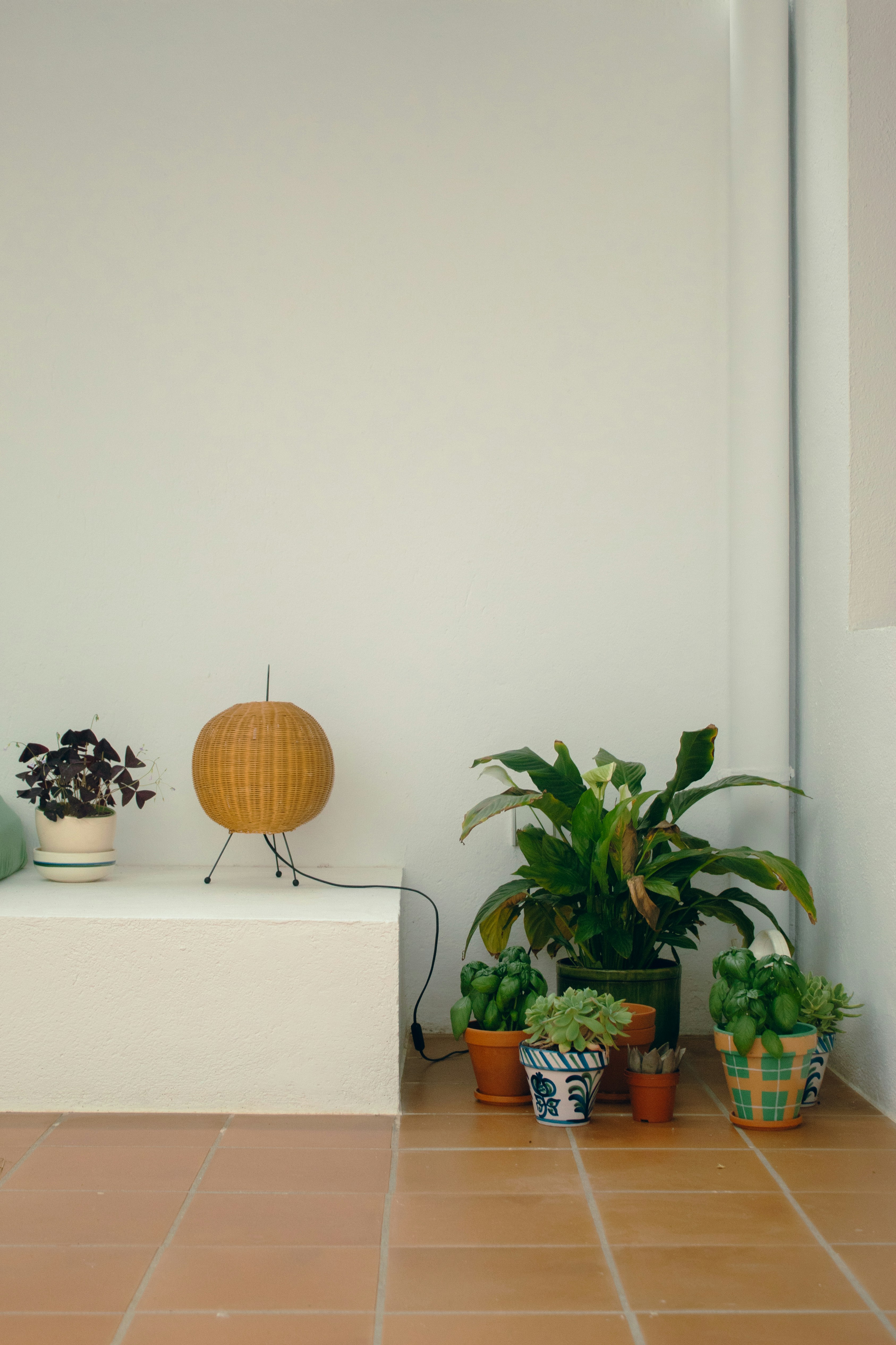 A room that has some plants on the floor