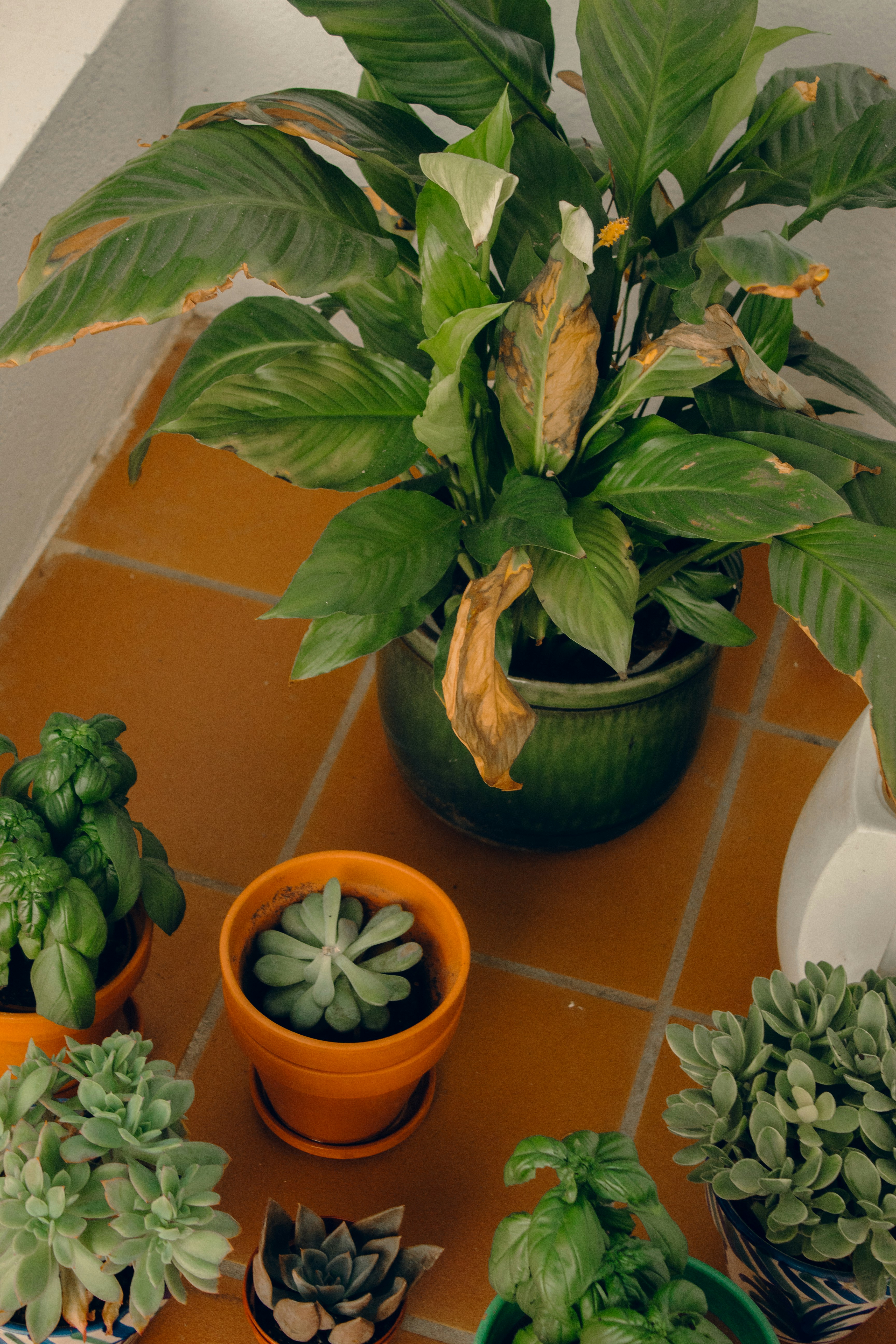 A table topped with potted plants on top of a tiled floor