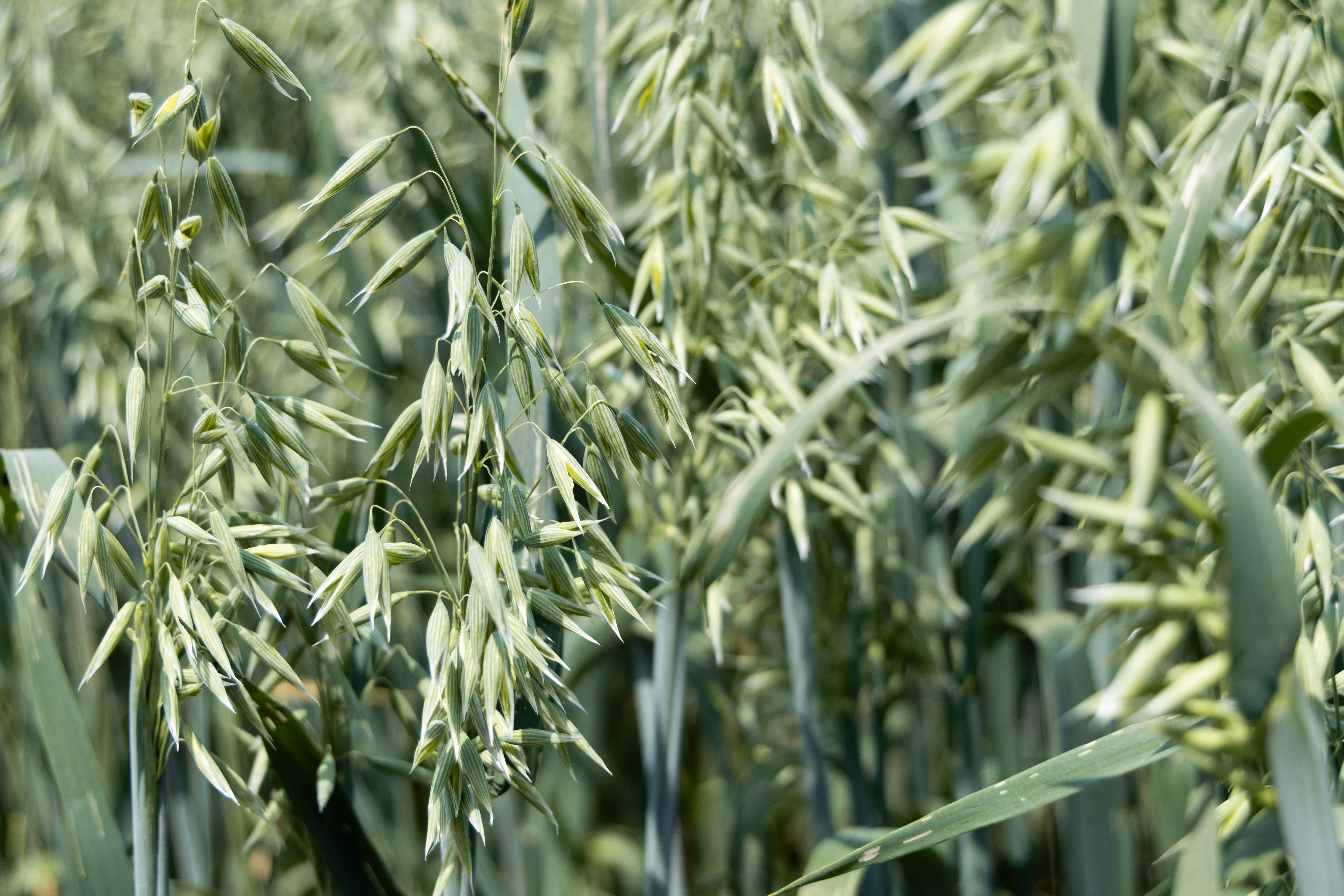 A close up of a bunch of green plants