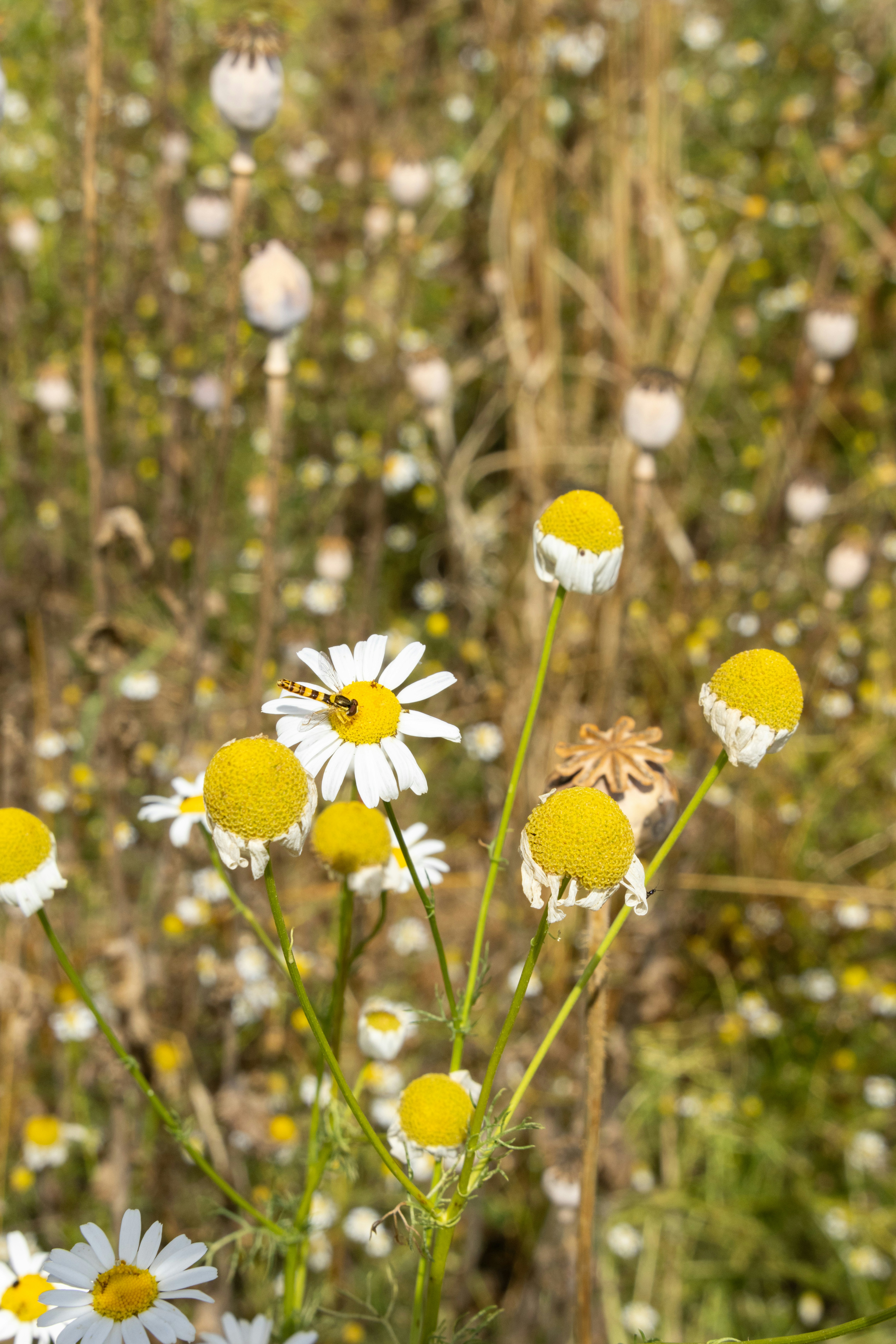 Photo by beingorganicineu