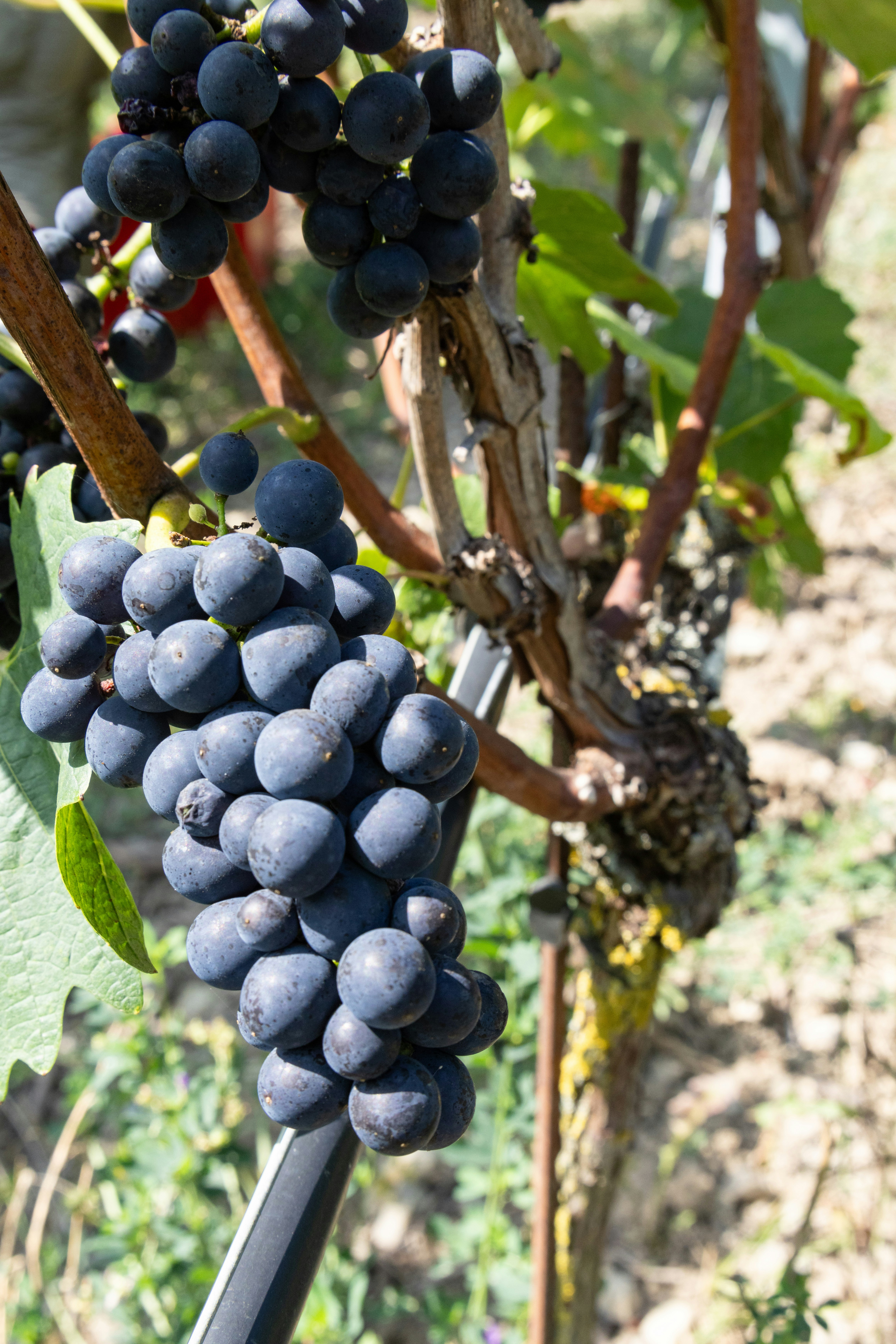 Photo by beingorganicineu